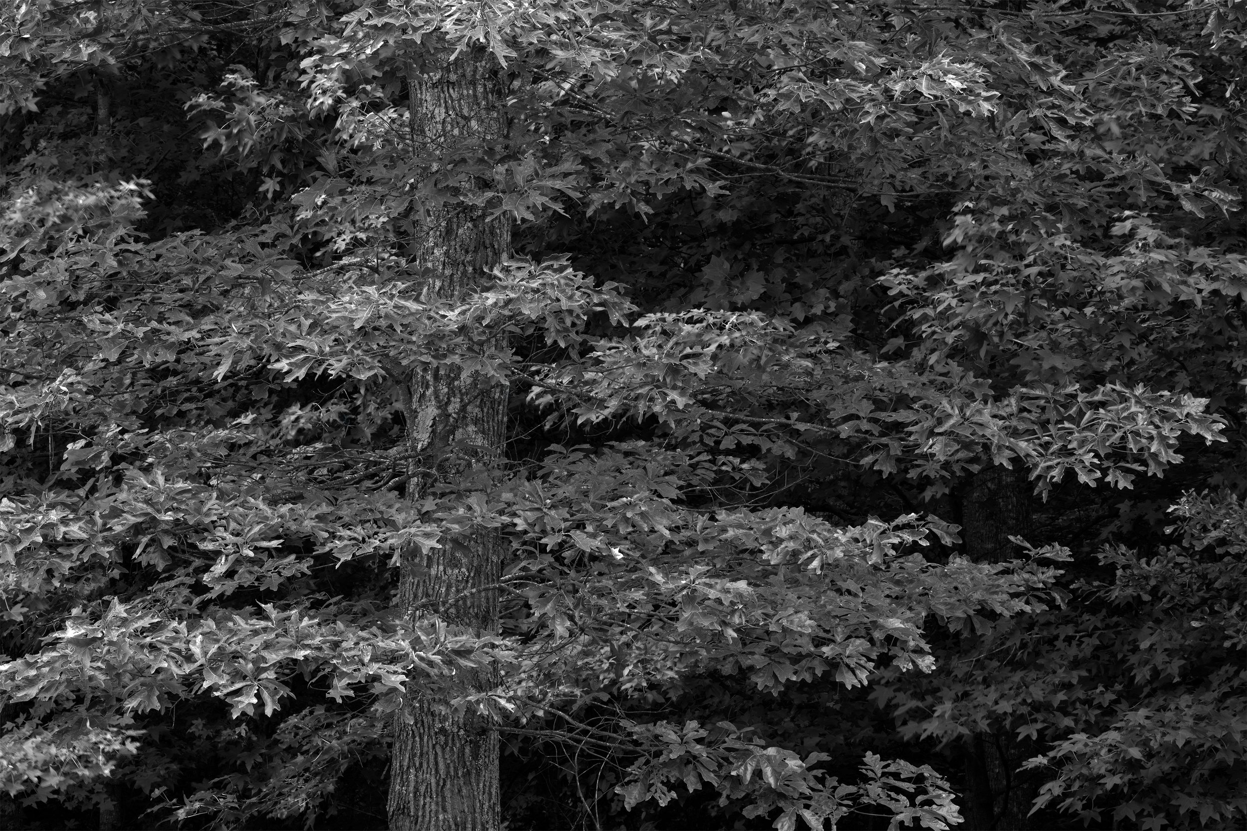 Oak Textures