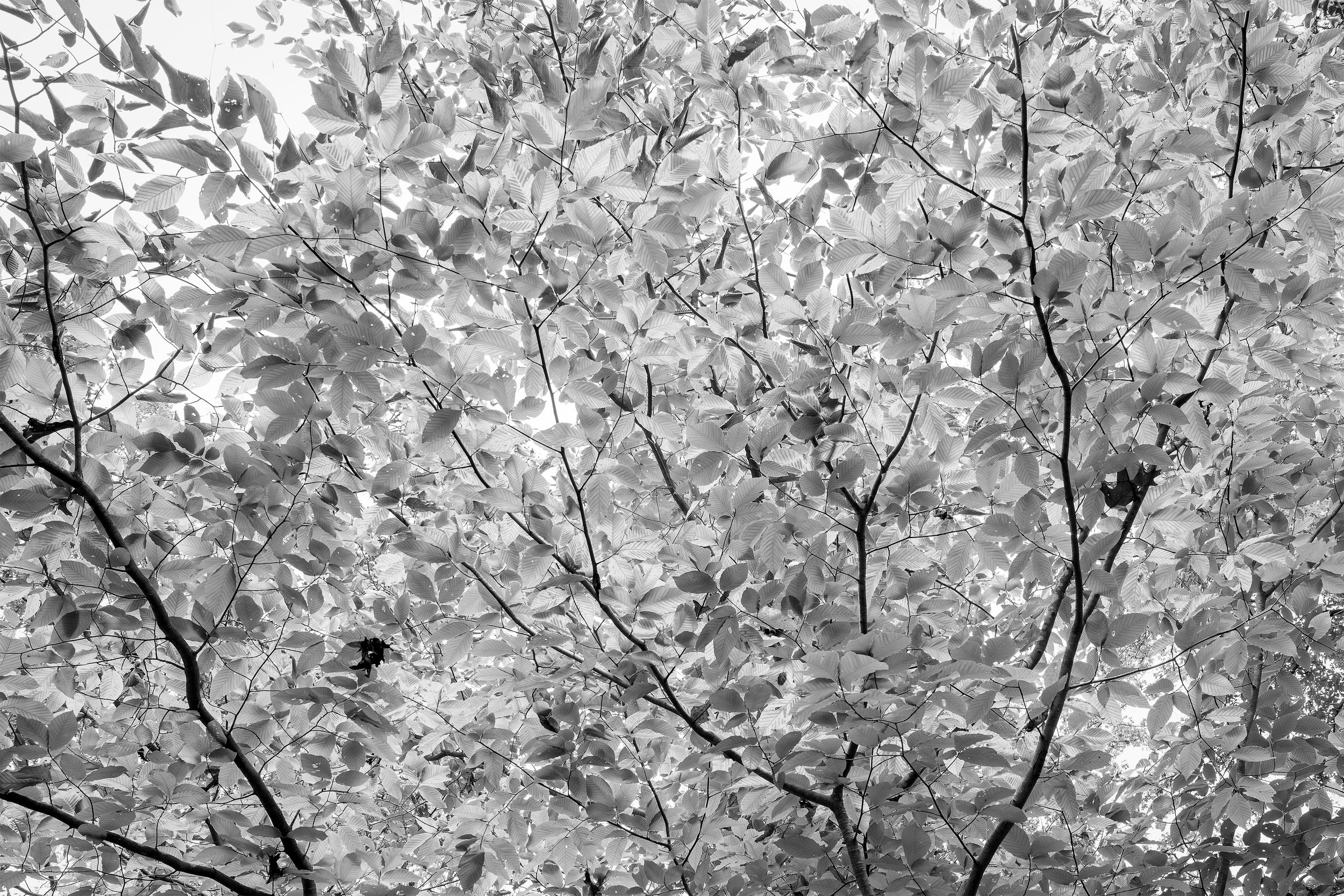 Fall on Fire (Black and White)
