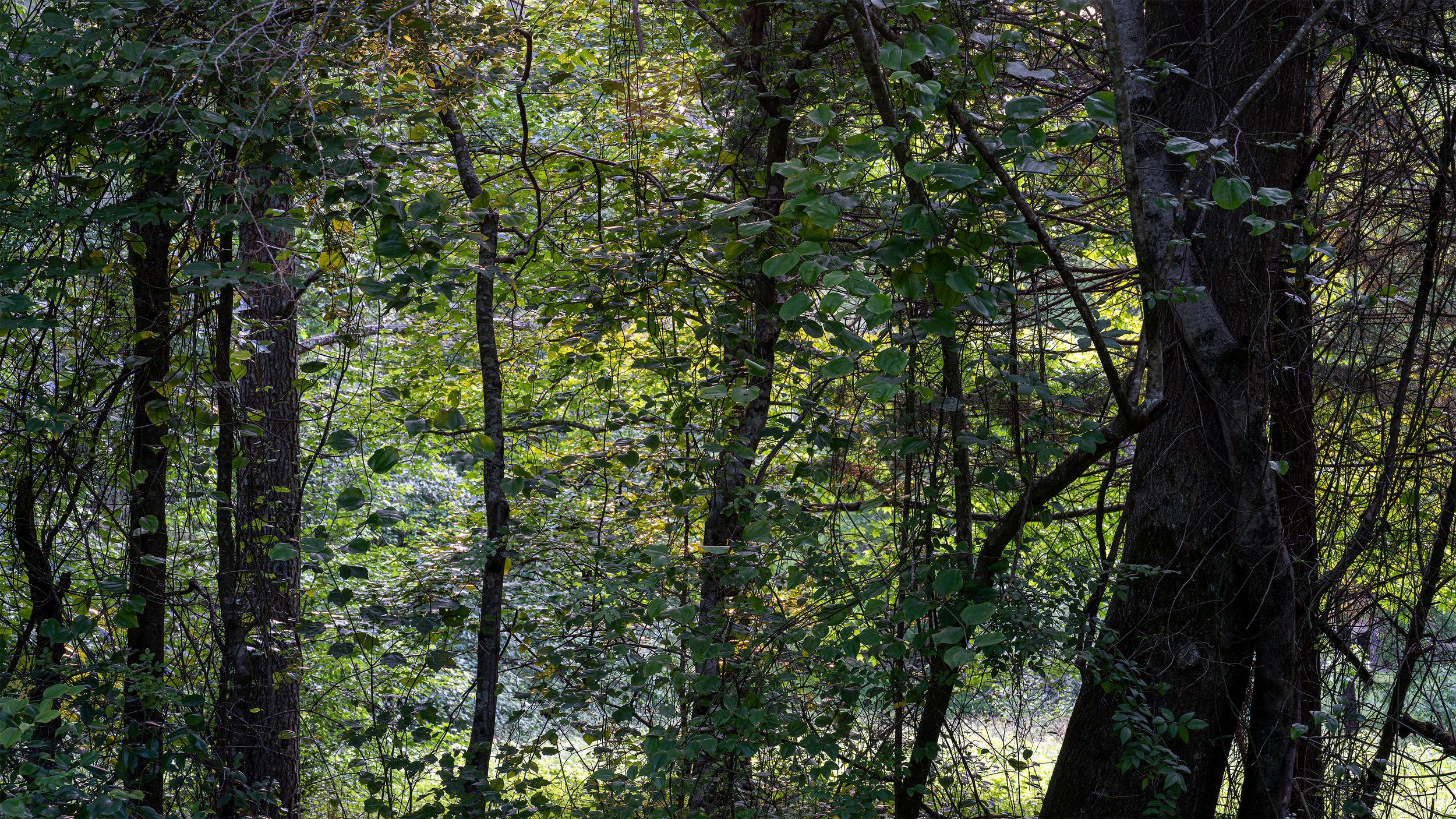Forest Veil