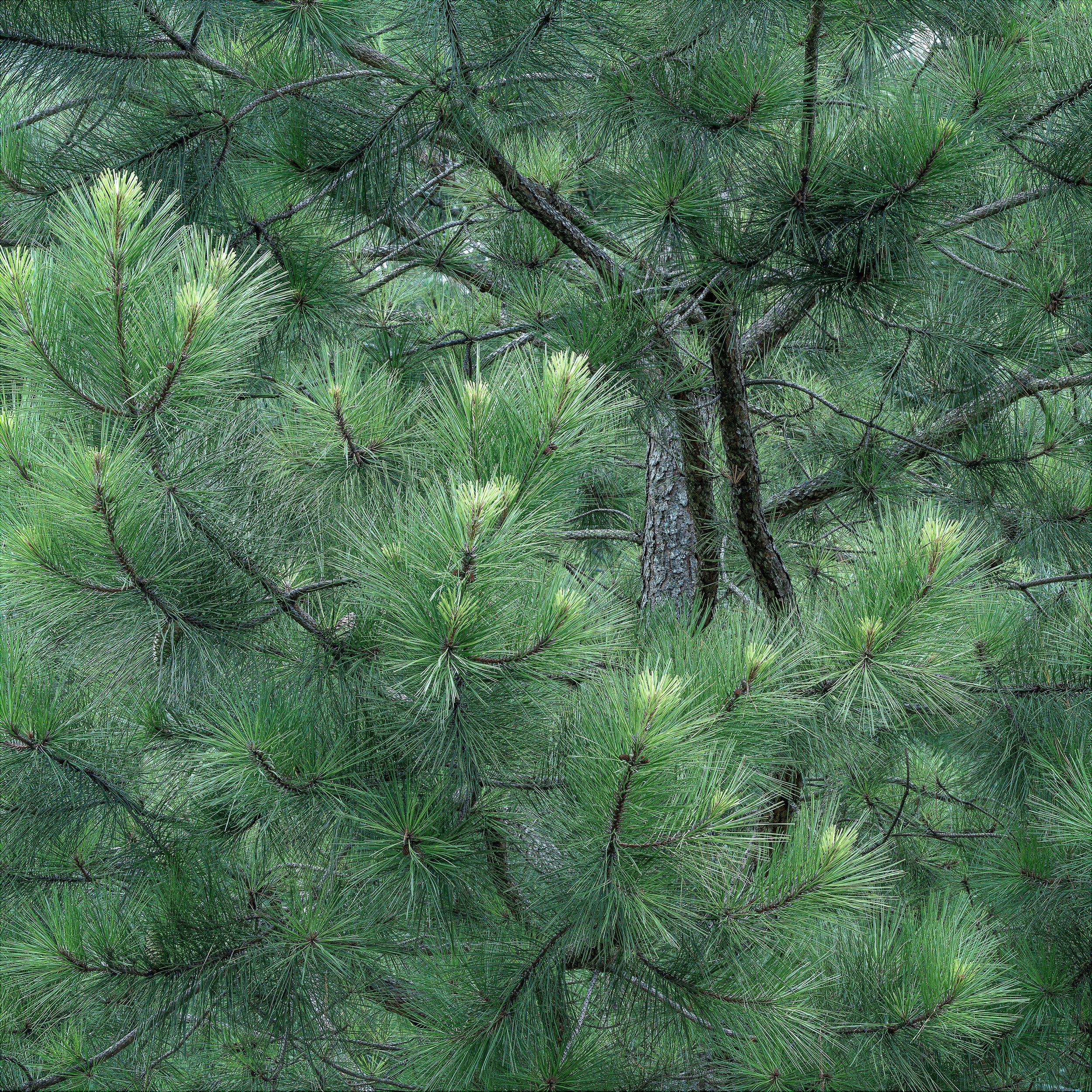 In the Pines