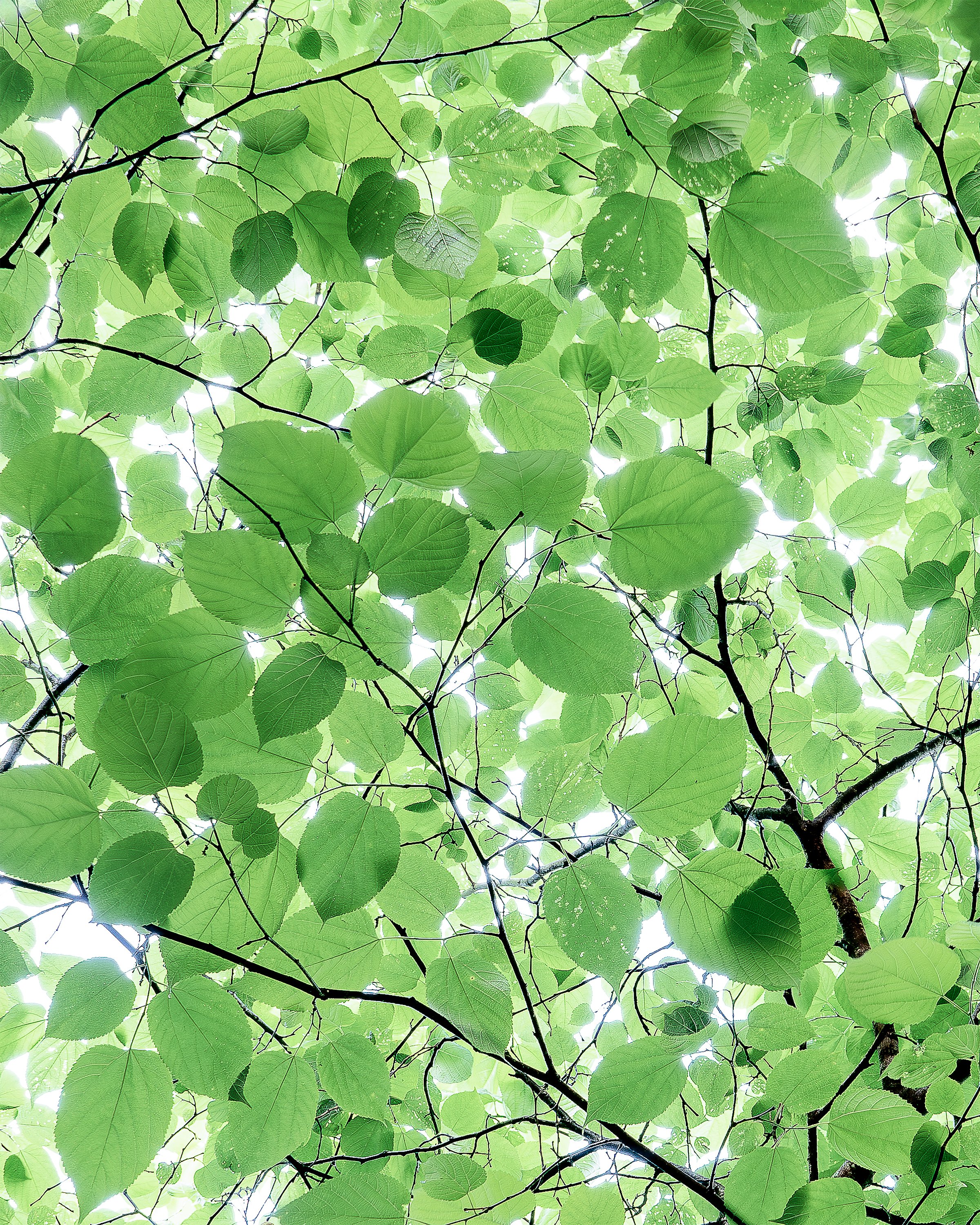 Redbud Cover