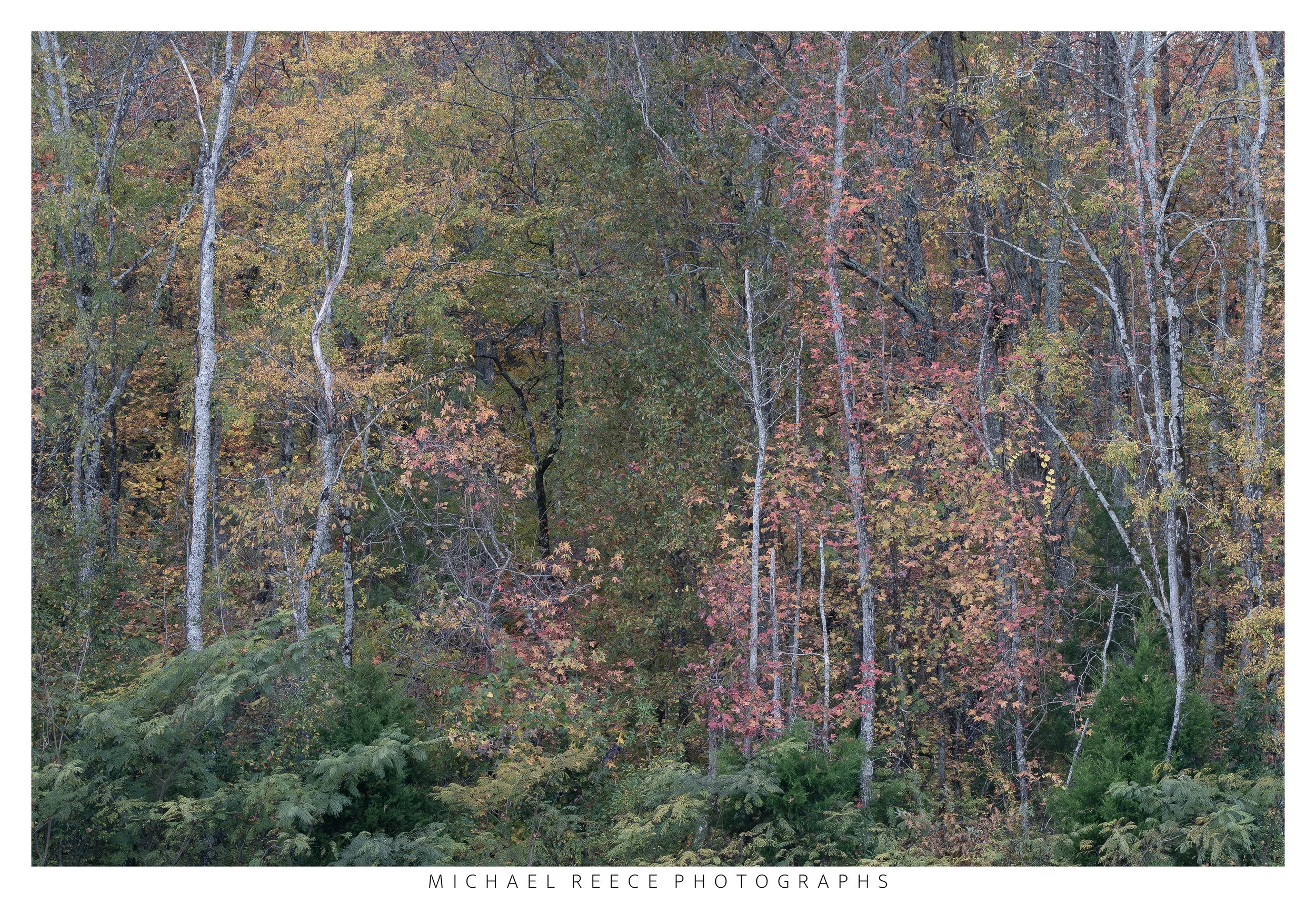 In Solitude
 Buy Print 