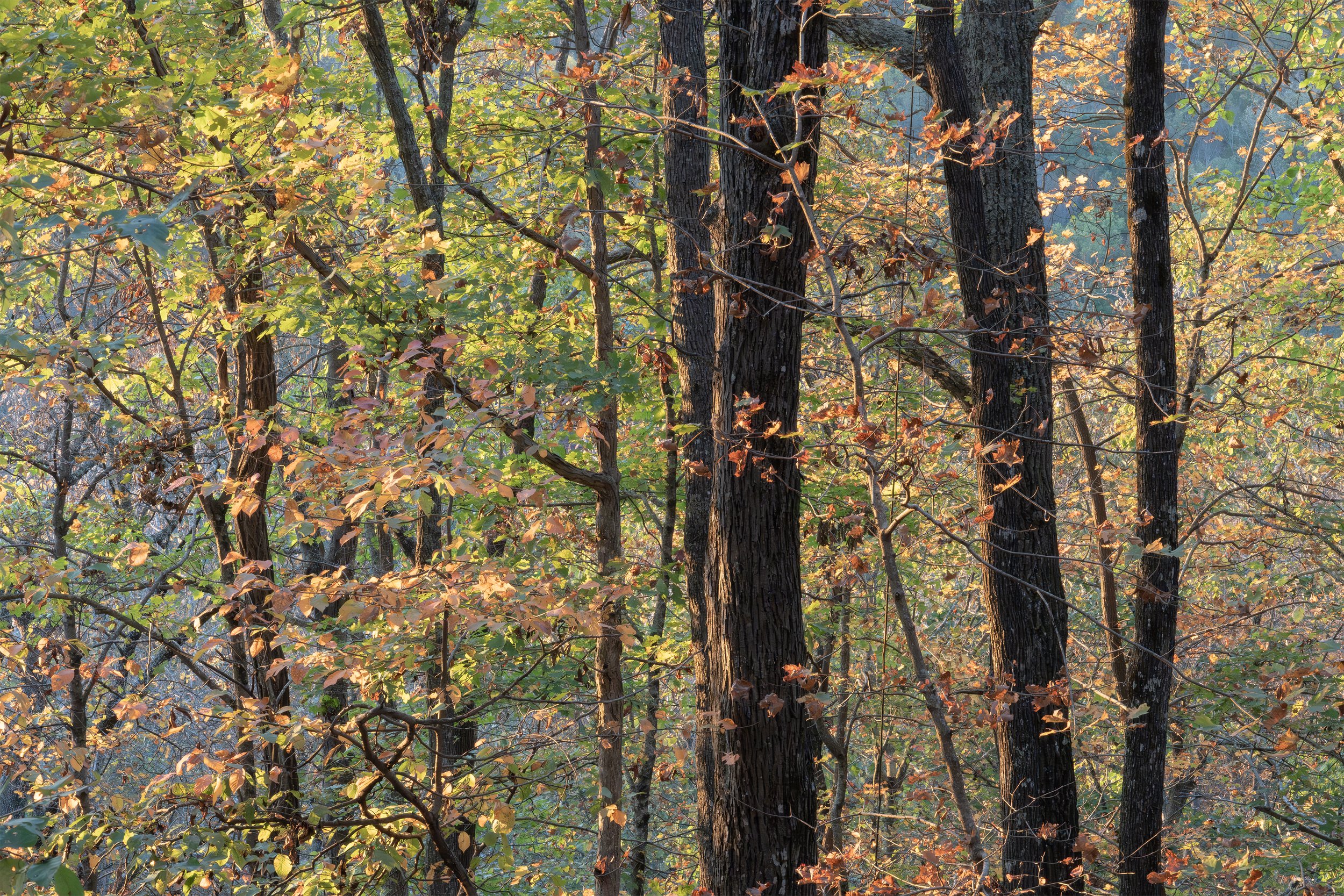 Fall in Bloom