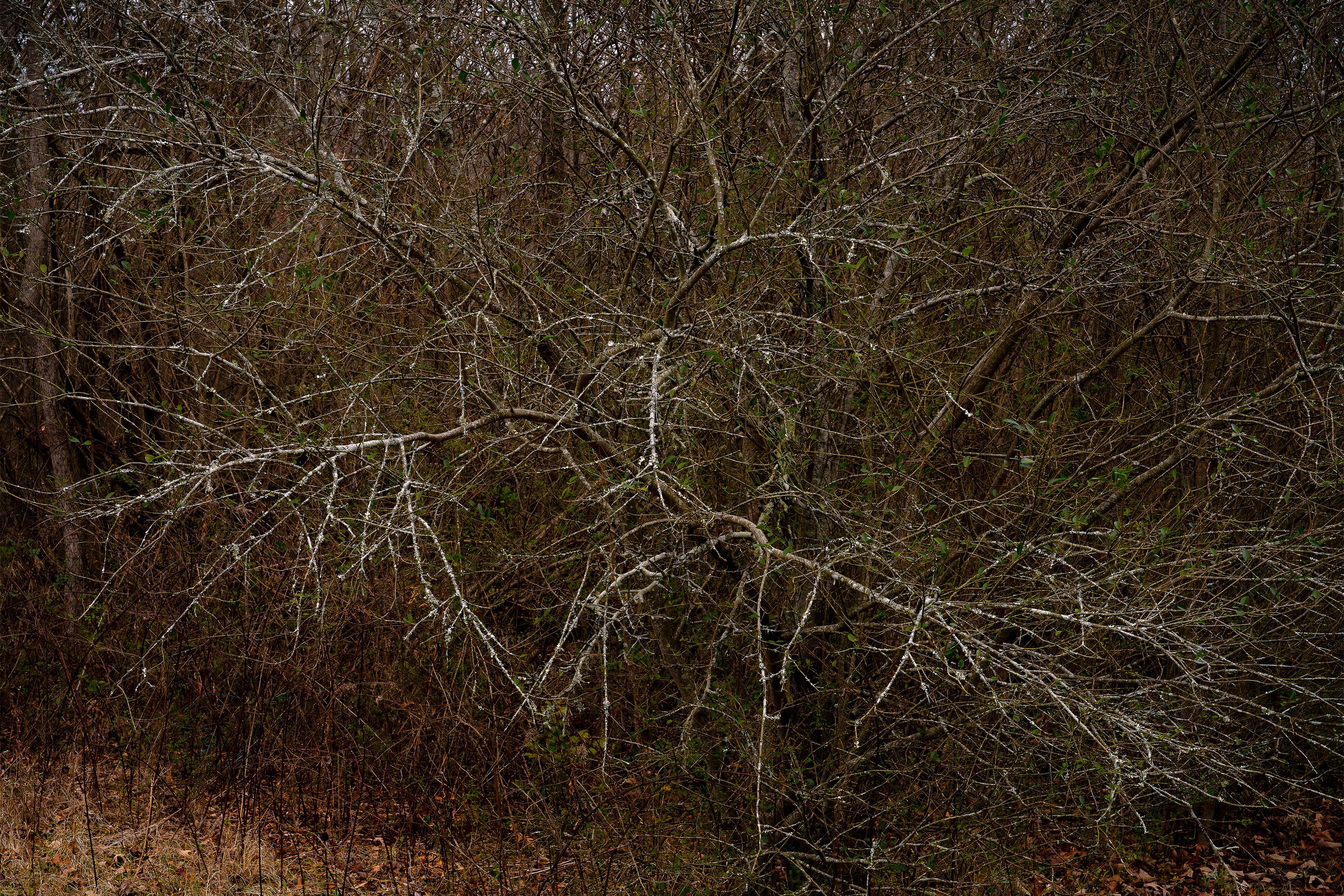 Expressive Nature