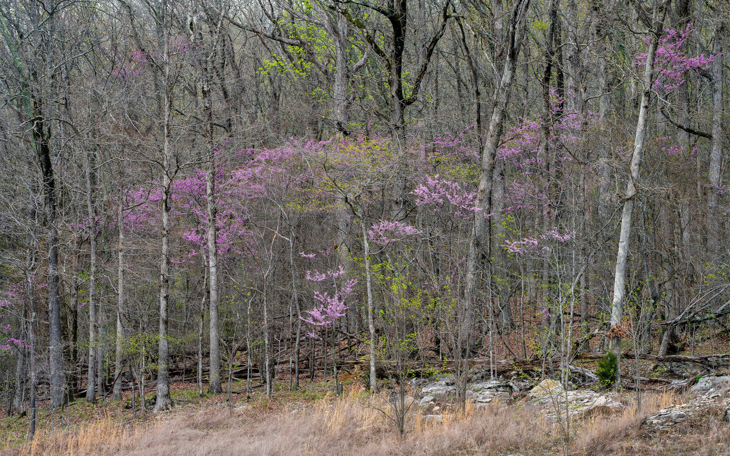 Redbud Choir