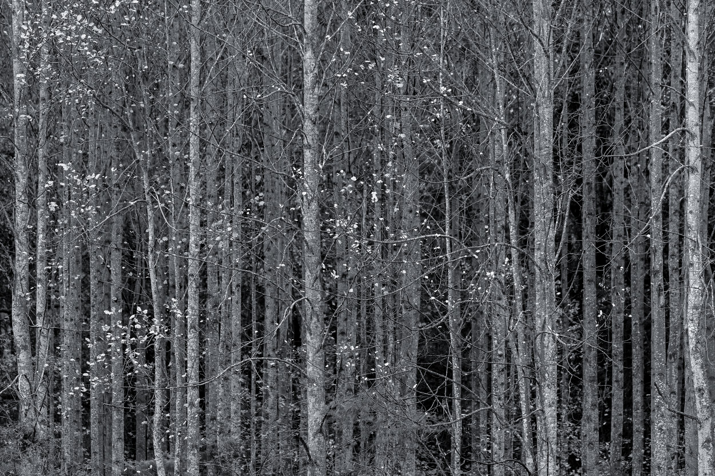 Regimental (Black and White)