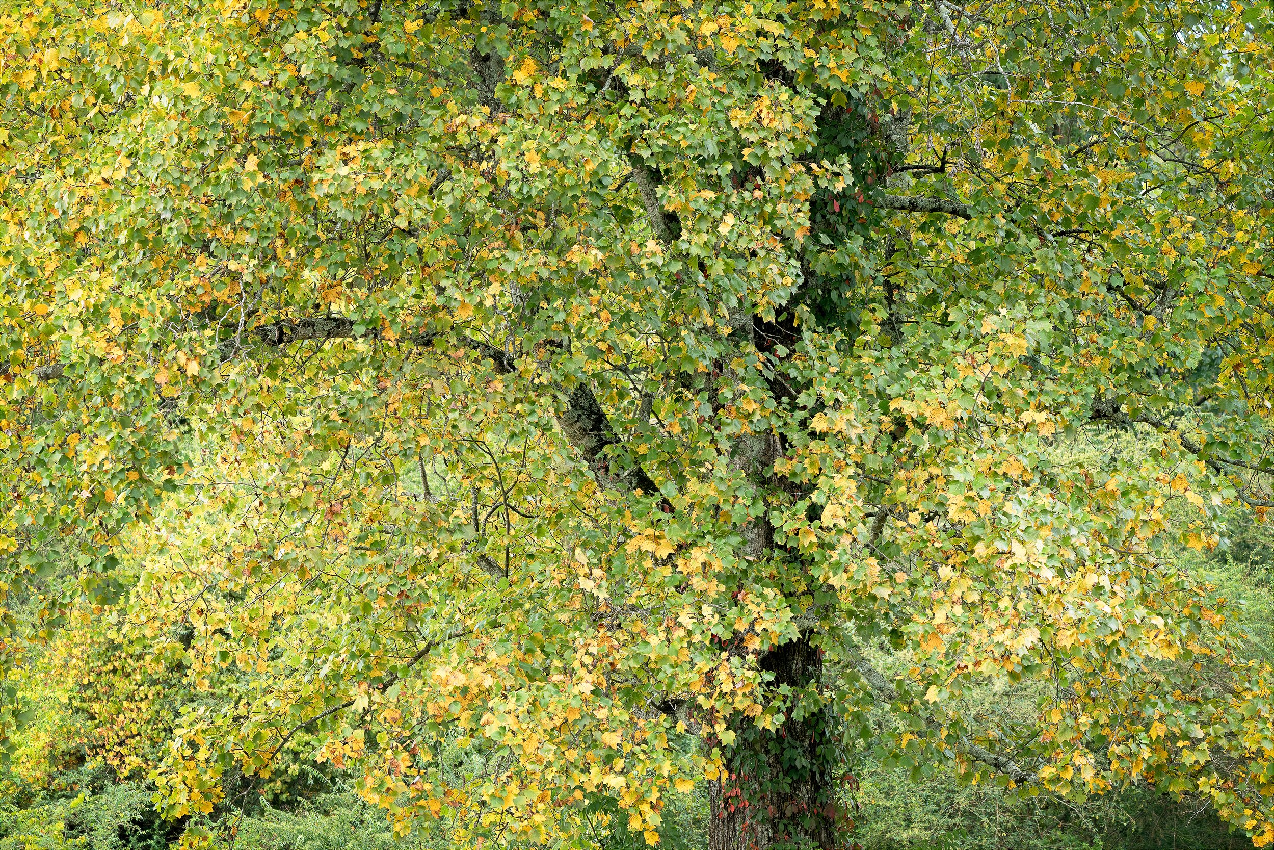 Early September