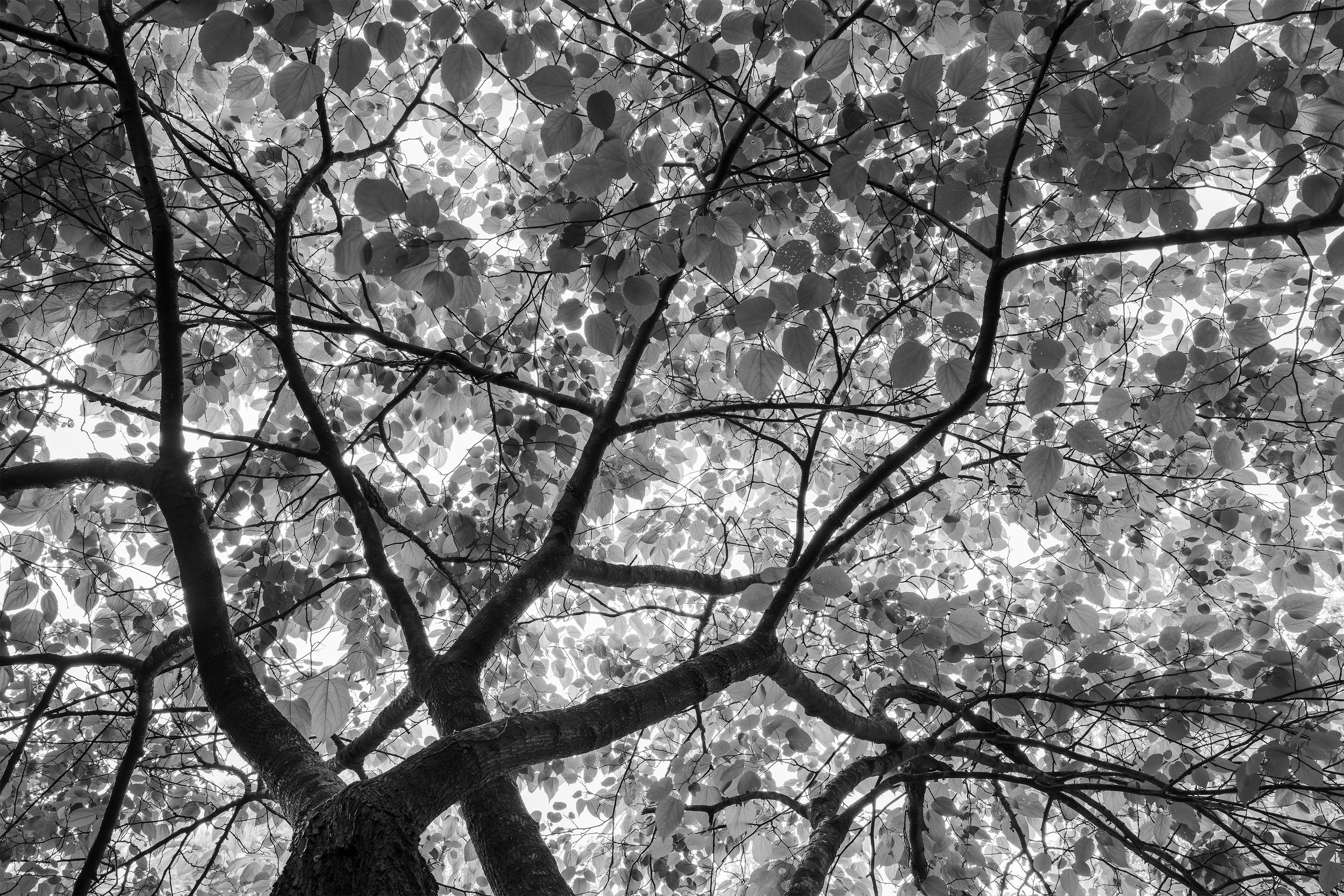 Window Frames (Black and White)