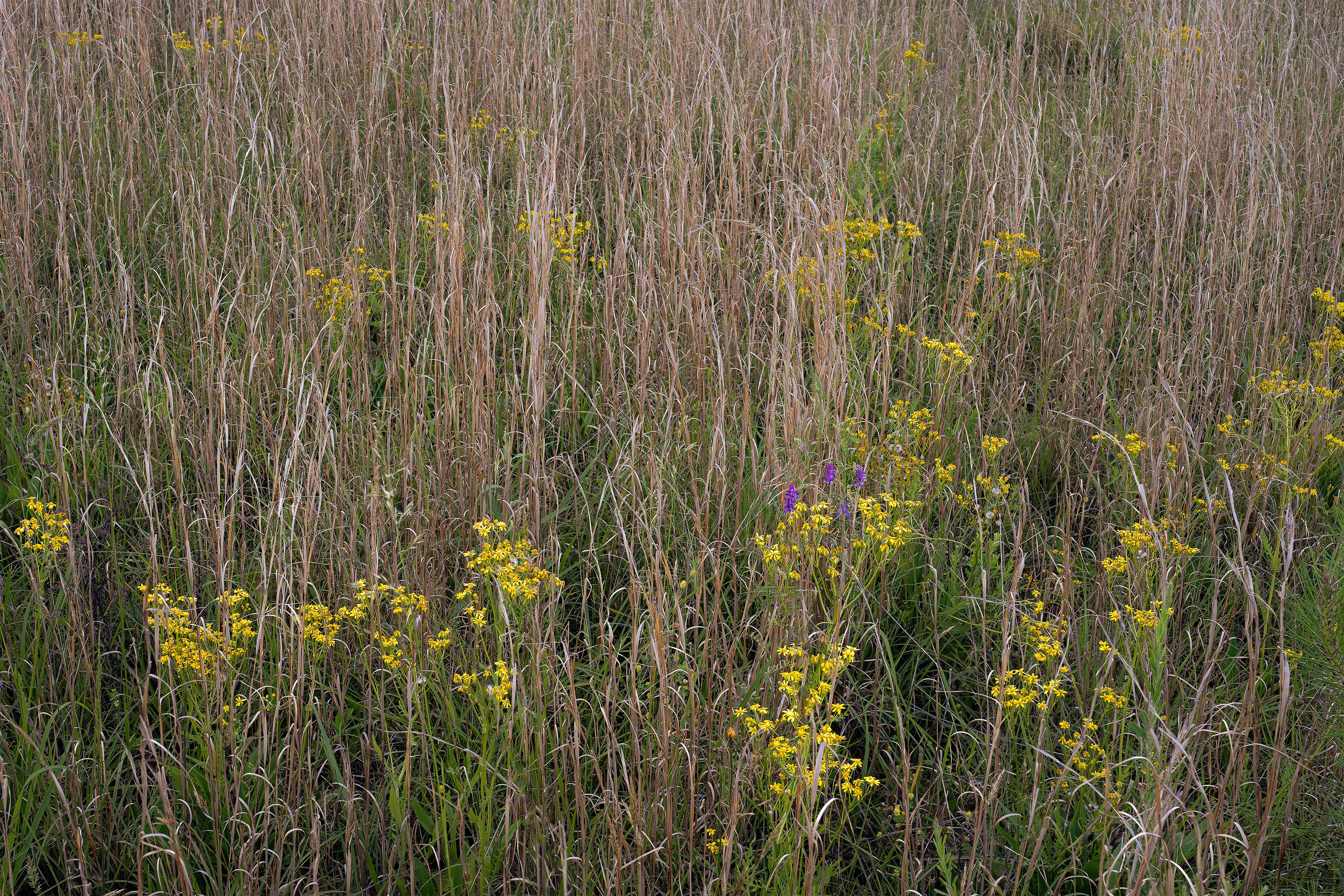 Spring Sage