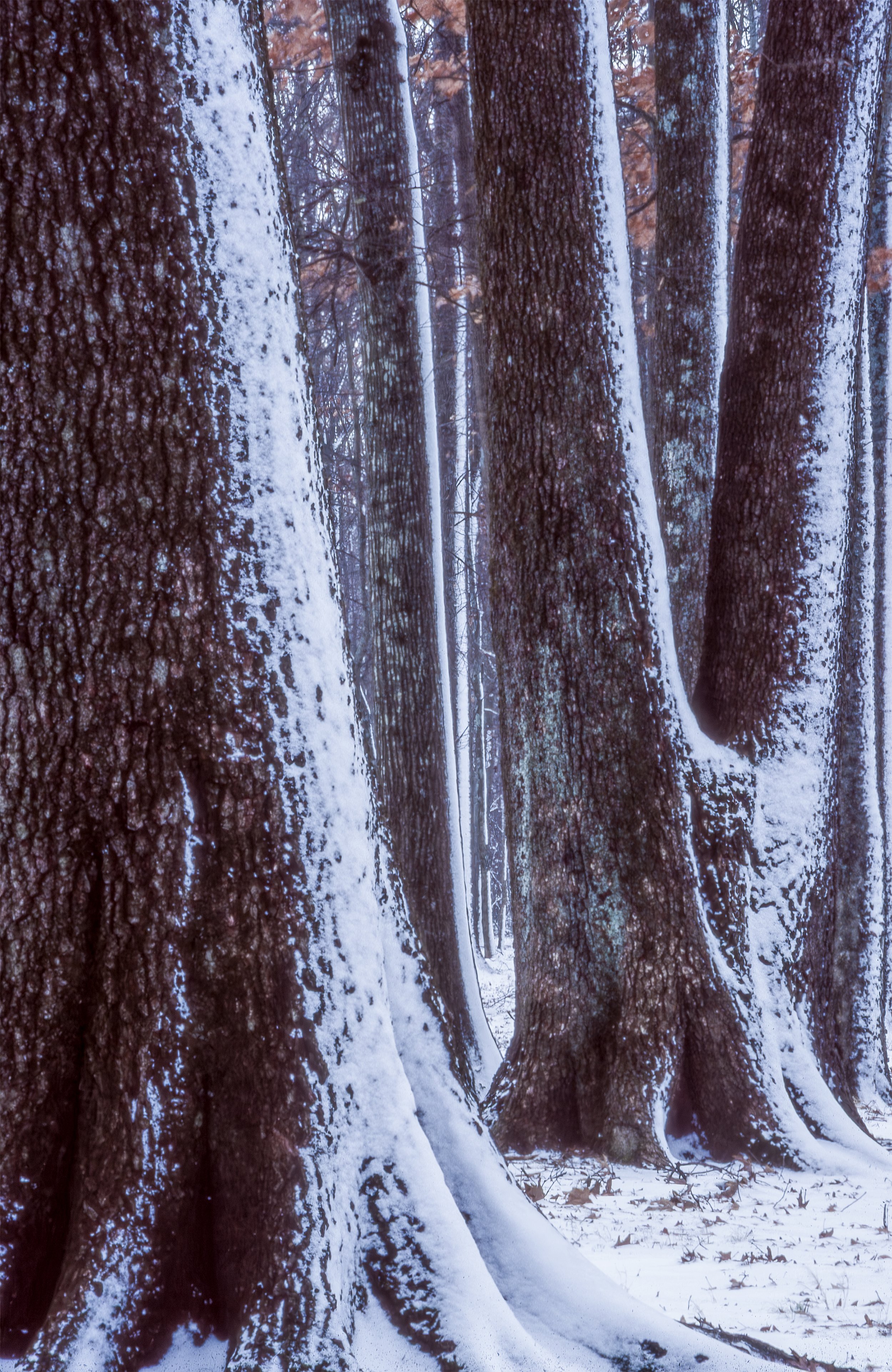 Facing Winter