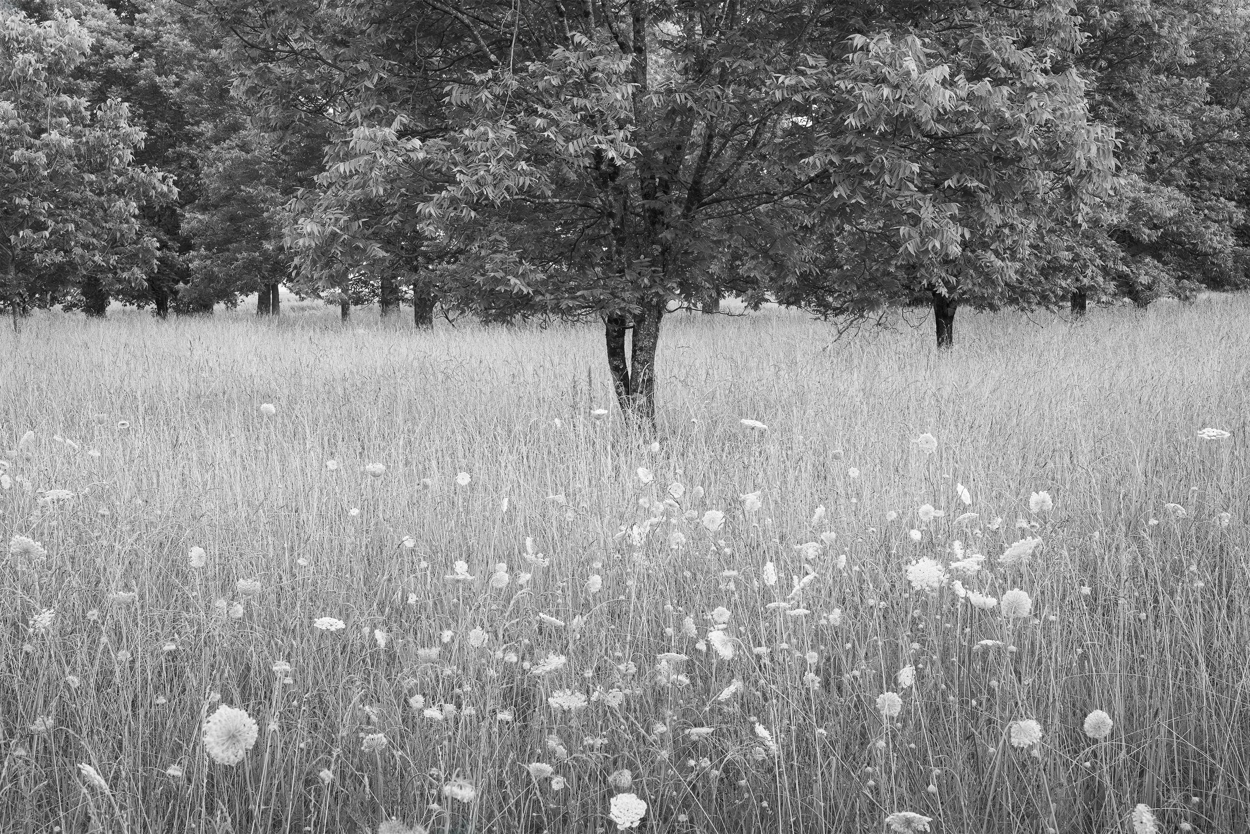 Rhapsody in June