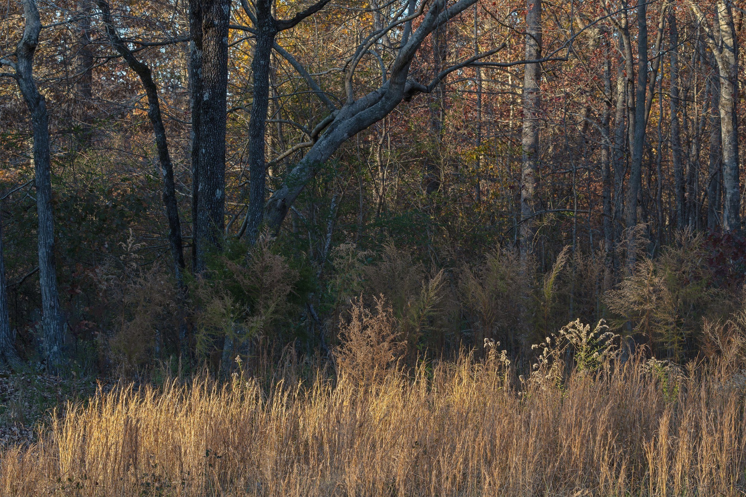 _DSC6017-Enhanced-NR-Edit.jpg