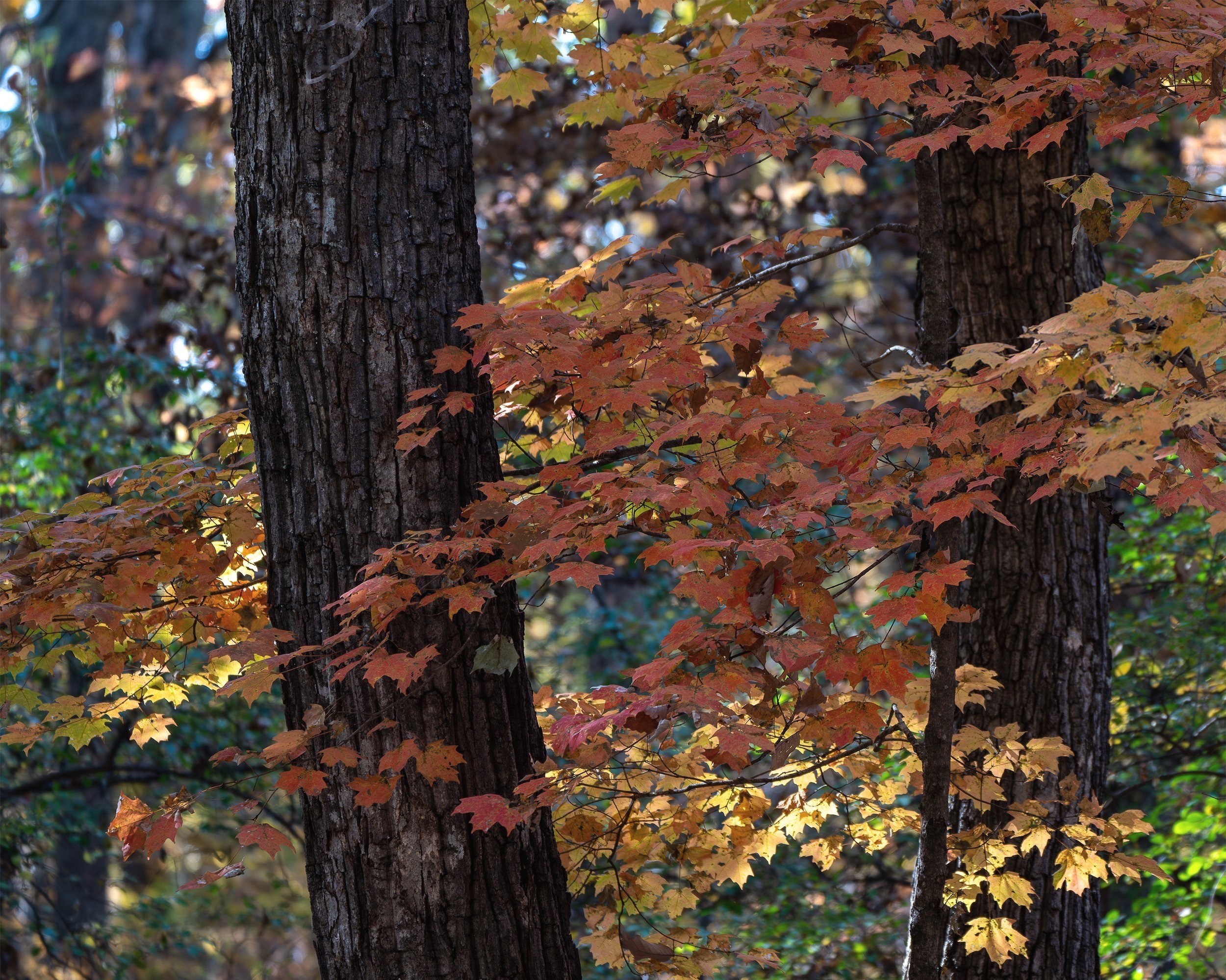 _DSC2133-Enhanced-NR.jpg
