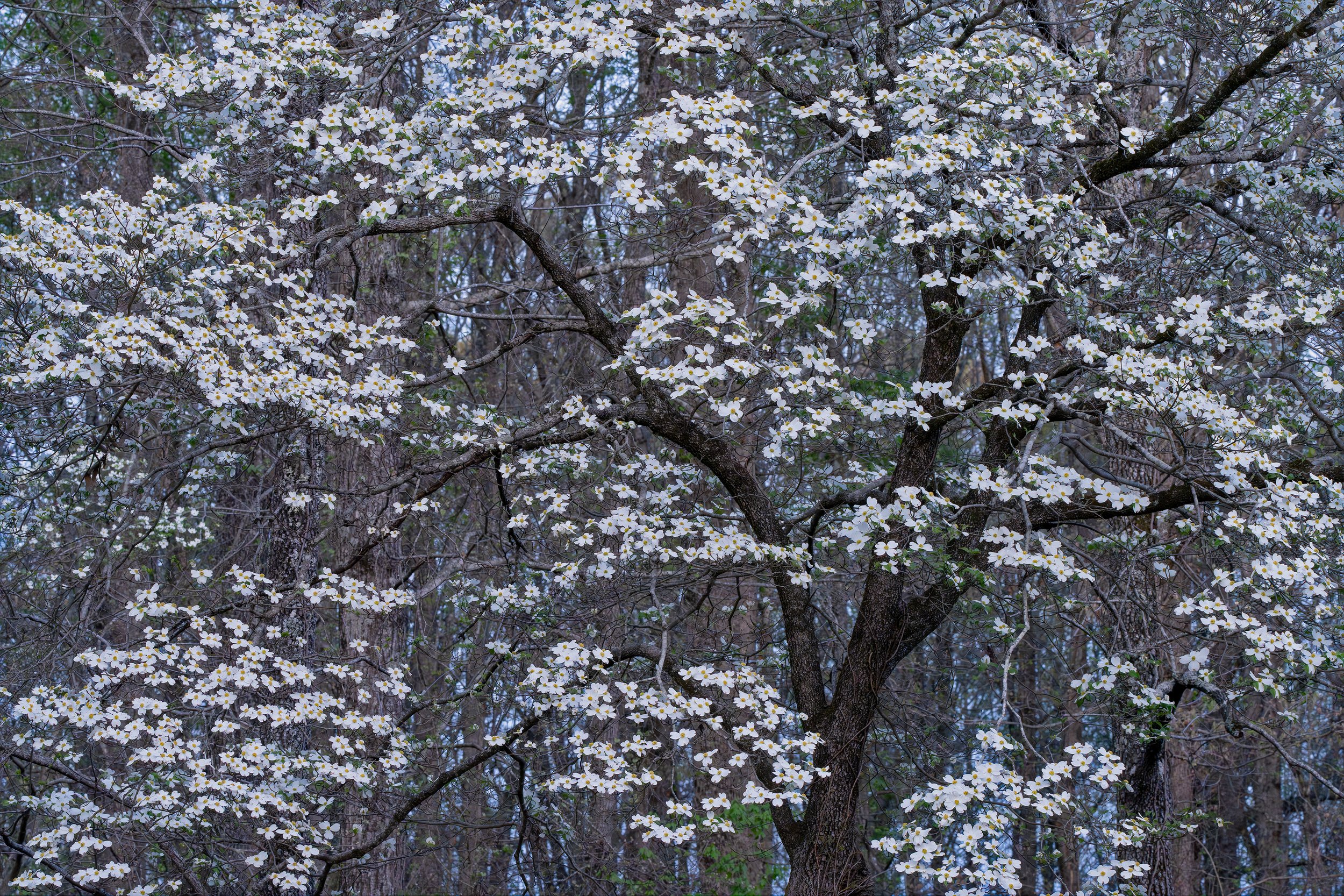 Dogwood Days