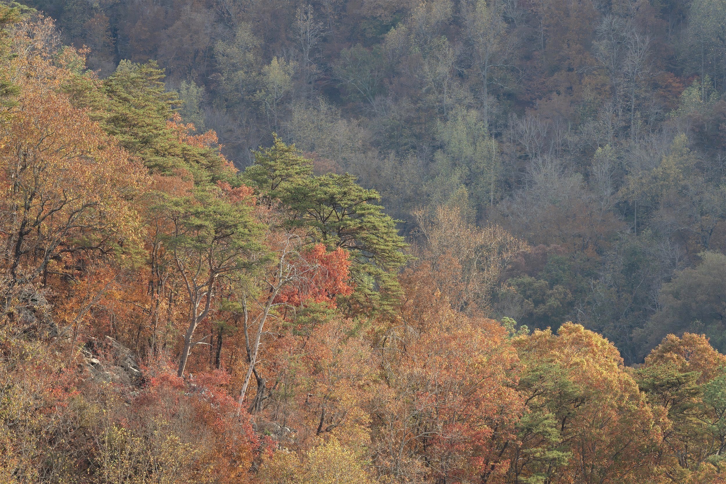 _DSC3664-Enhanced-NR.jpg