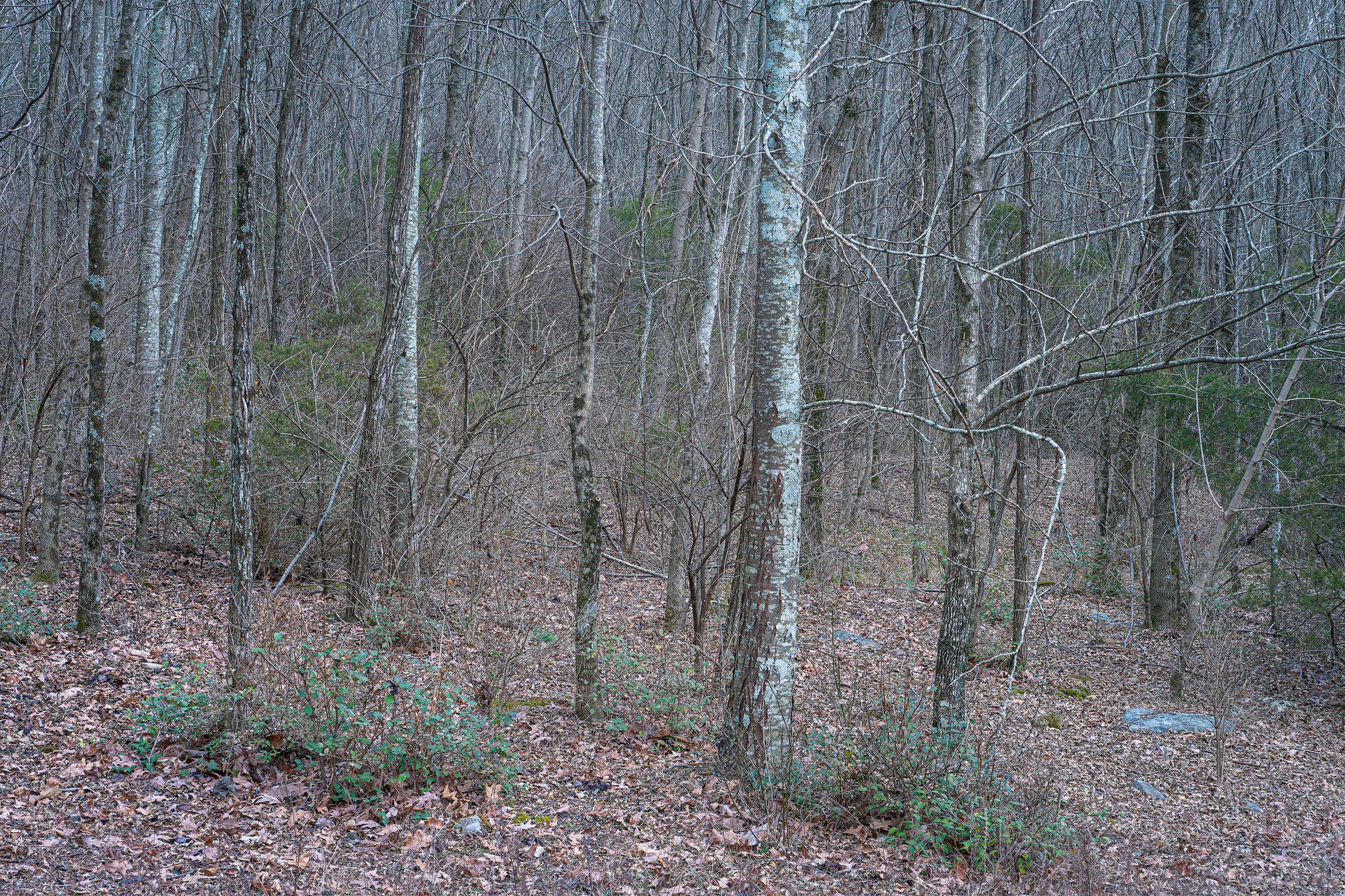 Blue Woods