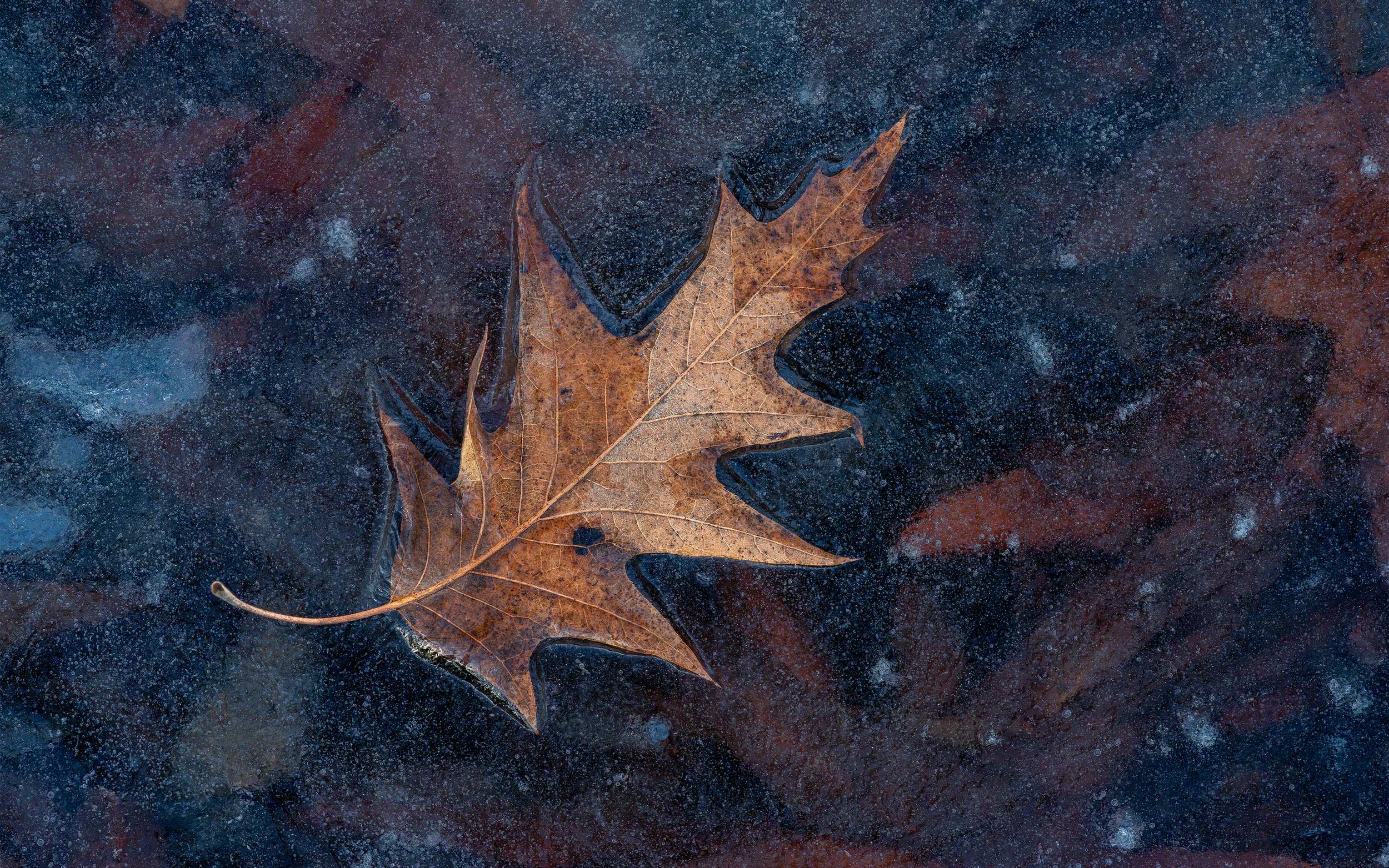 Late Fall