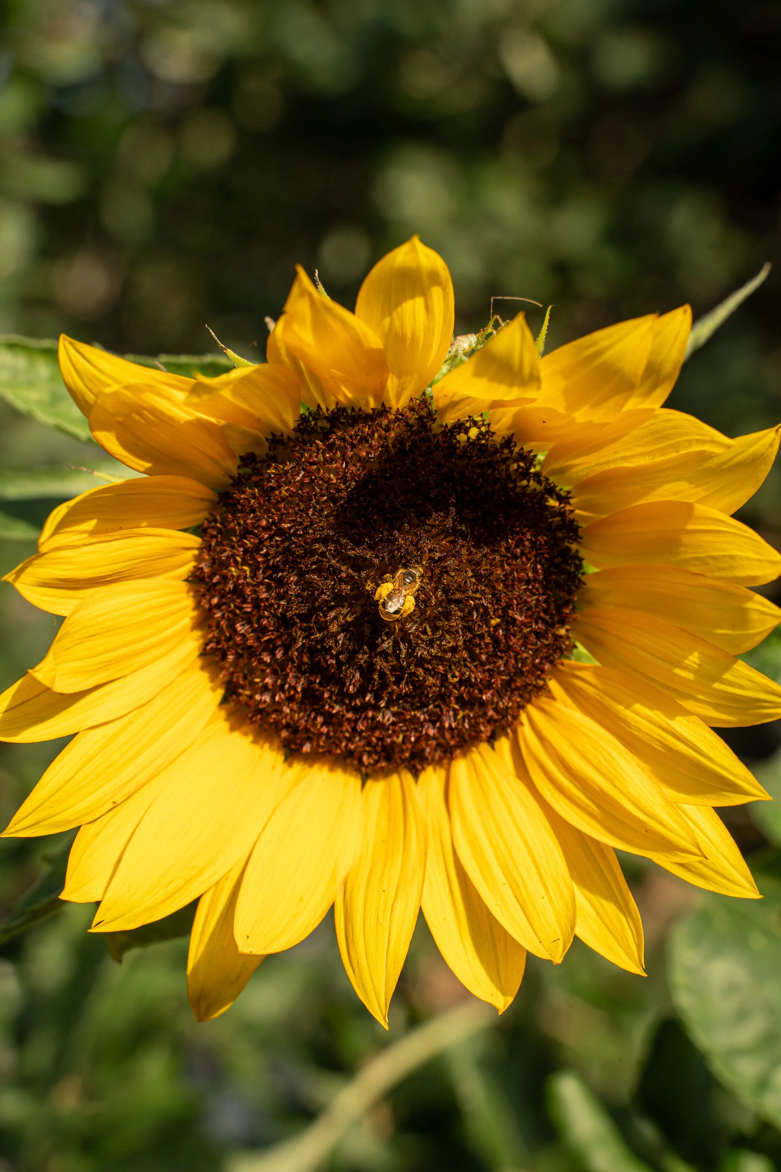 sunflowerbee1.jpg