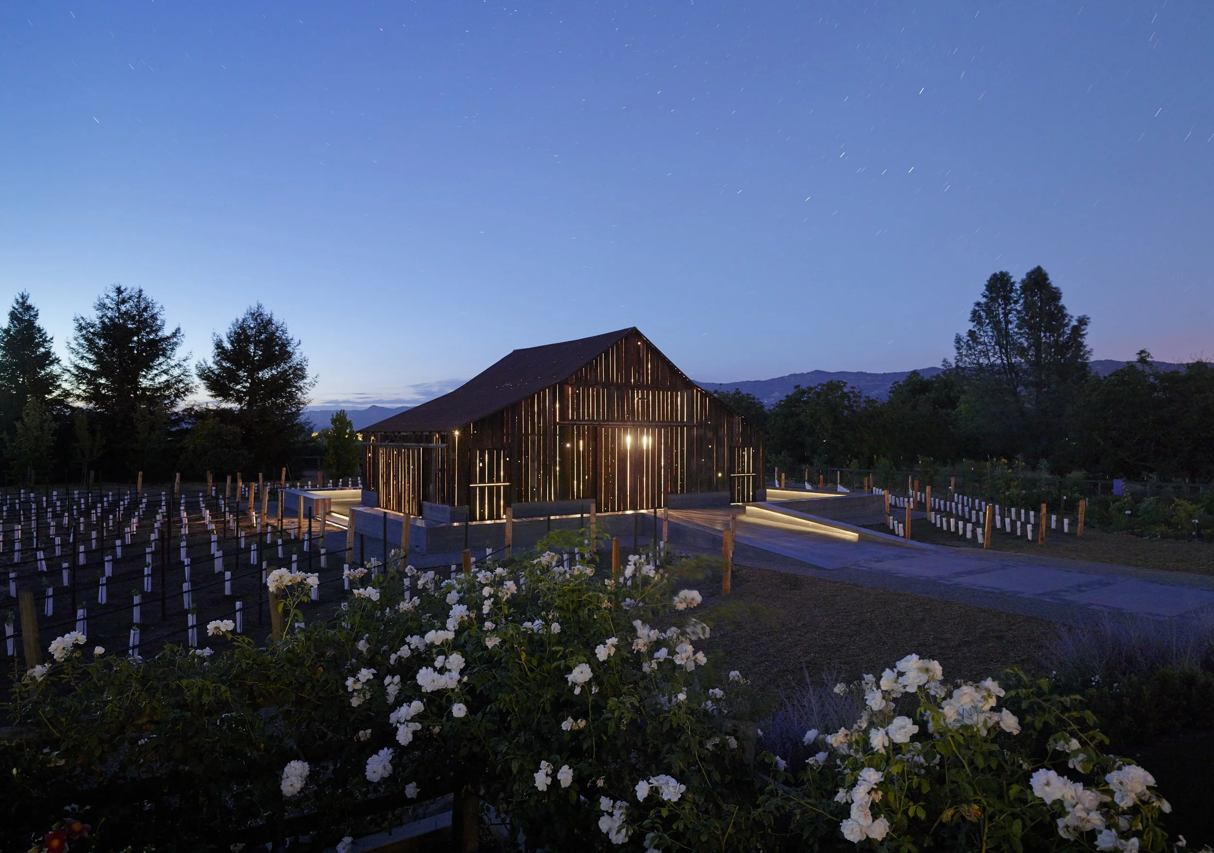 A wooden barn illuminated from within, surrounded by white flowers and vineyards, under a night sky filled with stars and a faint streak of a shooting star.