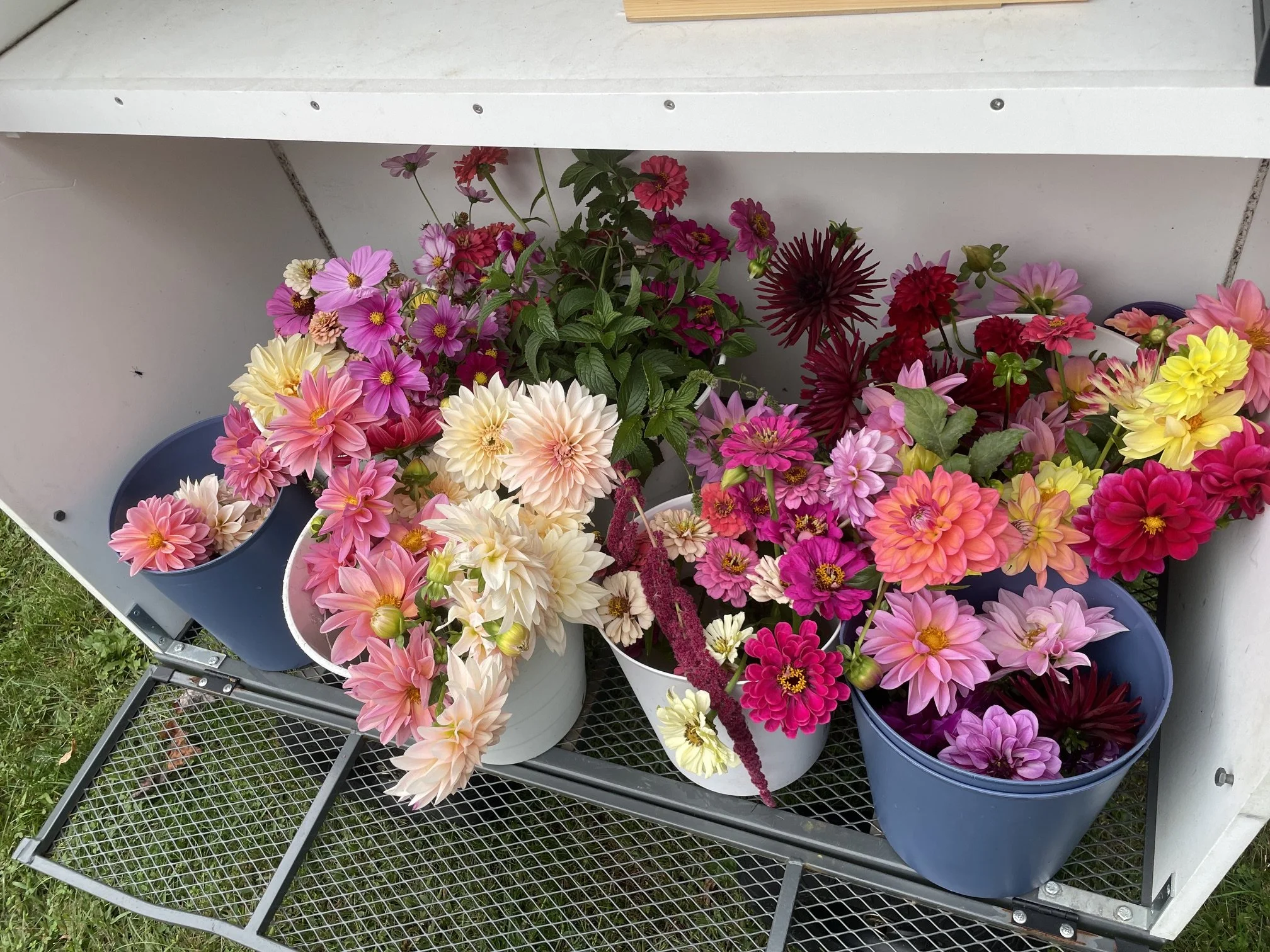 Various colorful flowers in white, blue, and purple buckets on a metal cart under a white table.