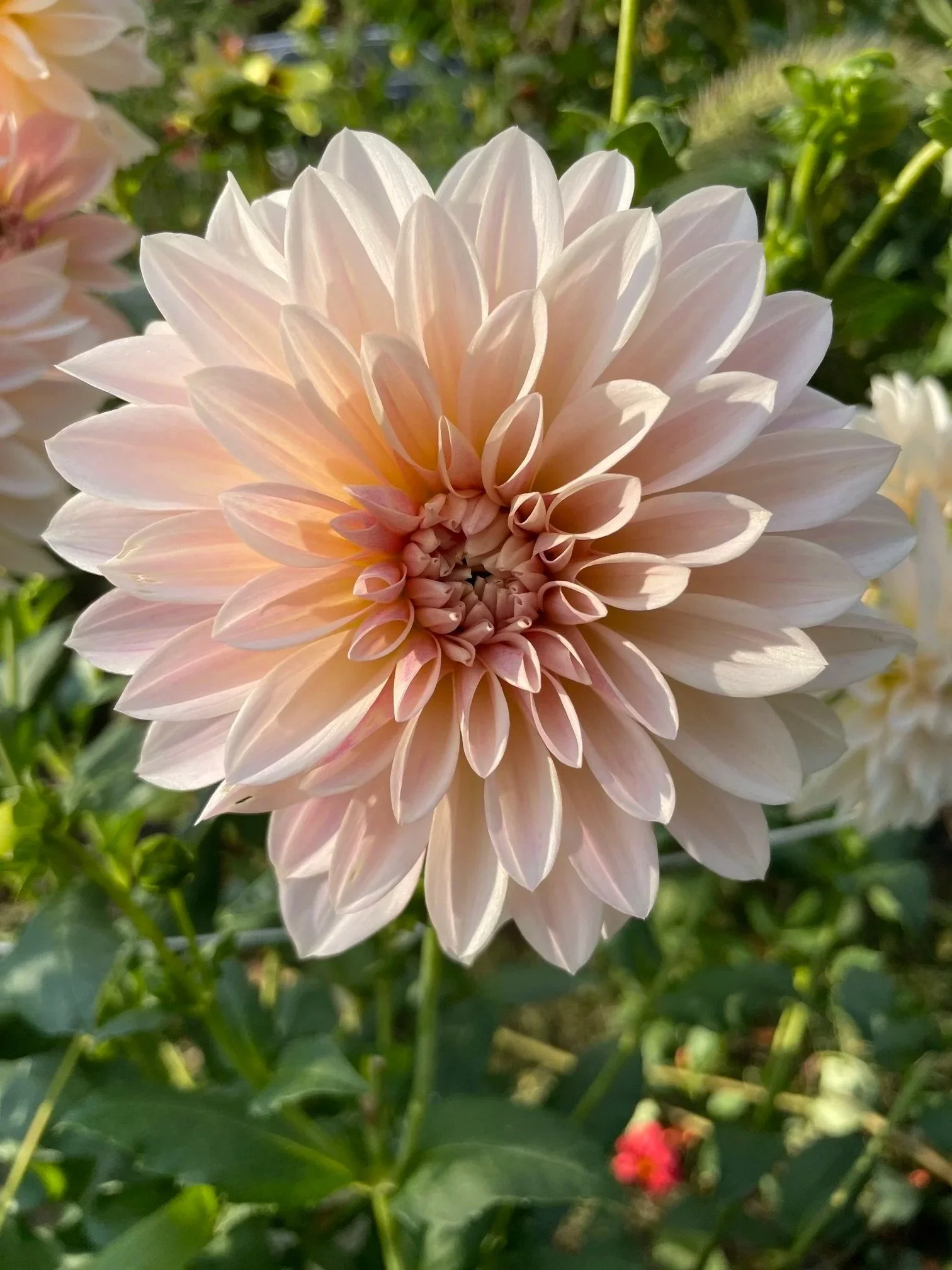 Close-up of a pale pink dahlia flower with layered petals, surrounded by green leaves and other blurred flowers in the background.