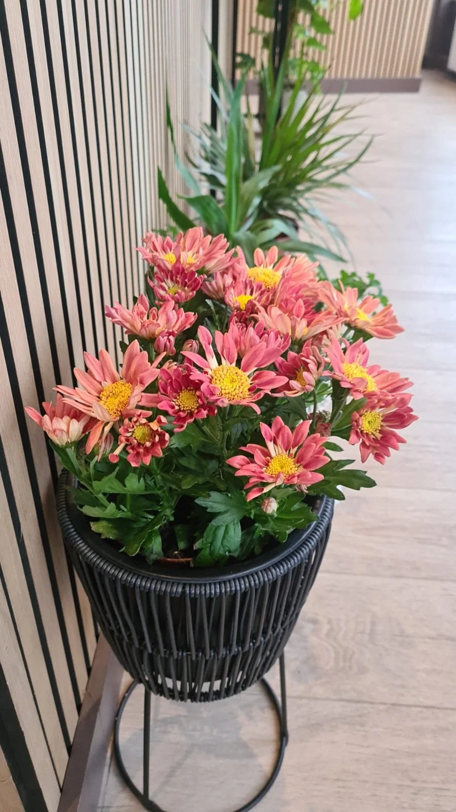 WhatsApp Image 2026-01-28 at 16.13.51 (3).jpeg