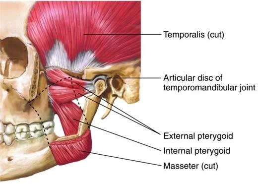 TMJ-muscles..jpeg