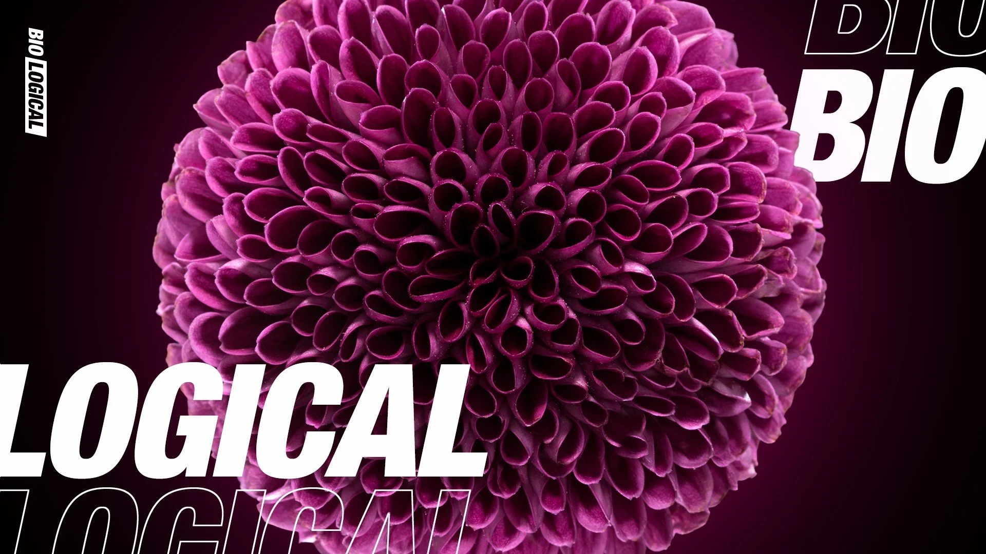 Close-up of a vibrant purple dahlias flower with intricate petal patterns.