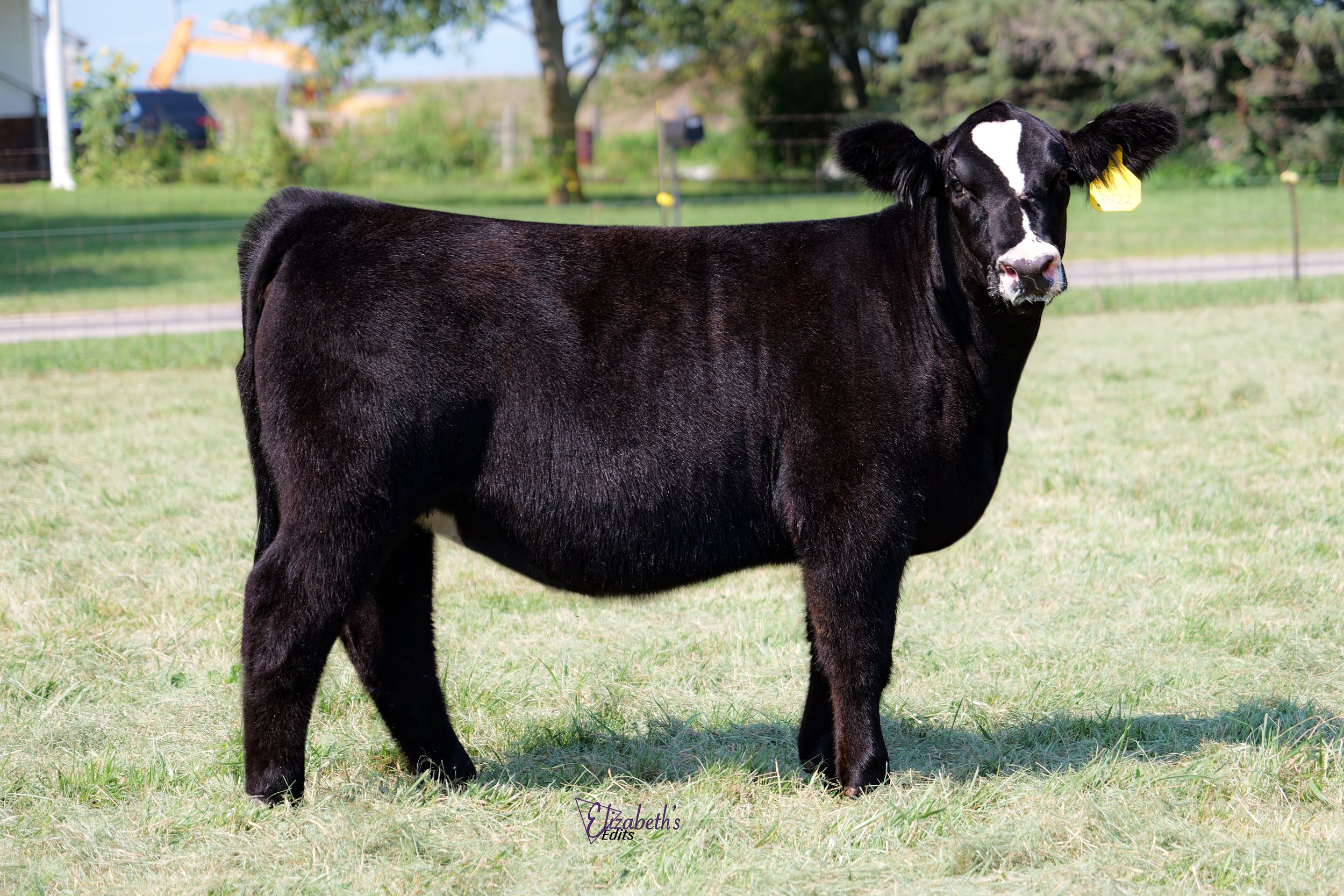 Good cow.jpg