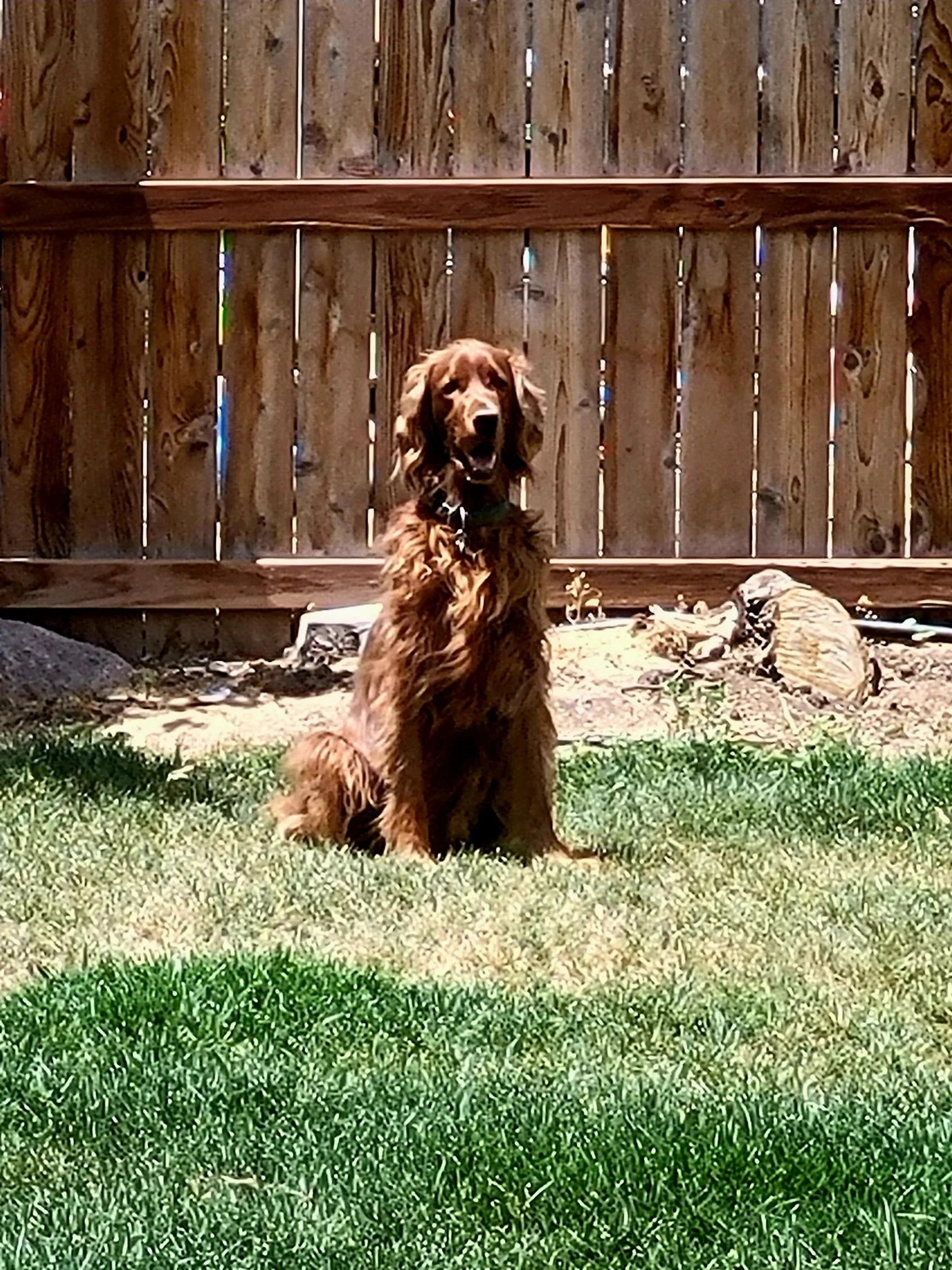 Seamus chilling in the yard