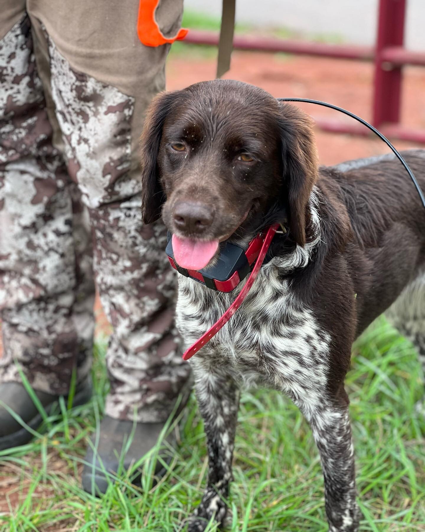 Happy 4th Birthday to Hazel @hazelthemunster ! 🥳 (Owner: Our Testing Director @saagalu ) How did Hazel spend her birthday, you ask? Hunting ducks this morning and training this afternoon. 🦆🕊️ 

_____________________________________________
#potoma
