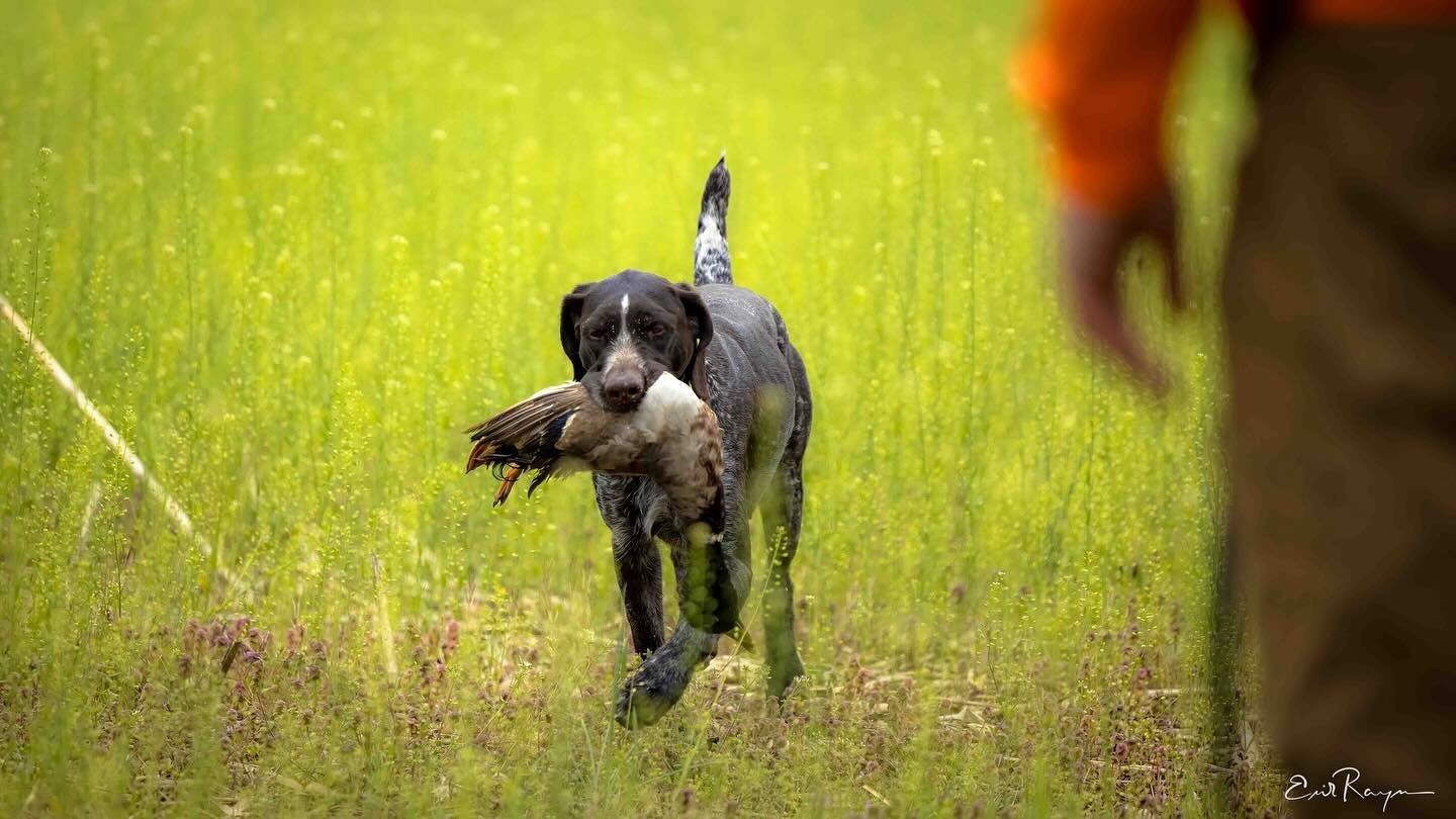 Anja getting that clean retrieve on the duck drag. ___________________________________________
#potomacnavhda #navhda #navhdainternational #whatsyournavhda #navhdatraining #navhdadog #versatiledog #versatilehuntingdog #uplanddog #birddog #pointingdog