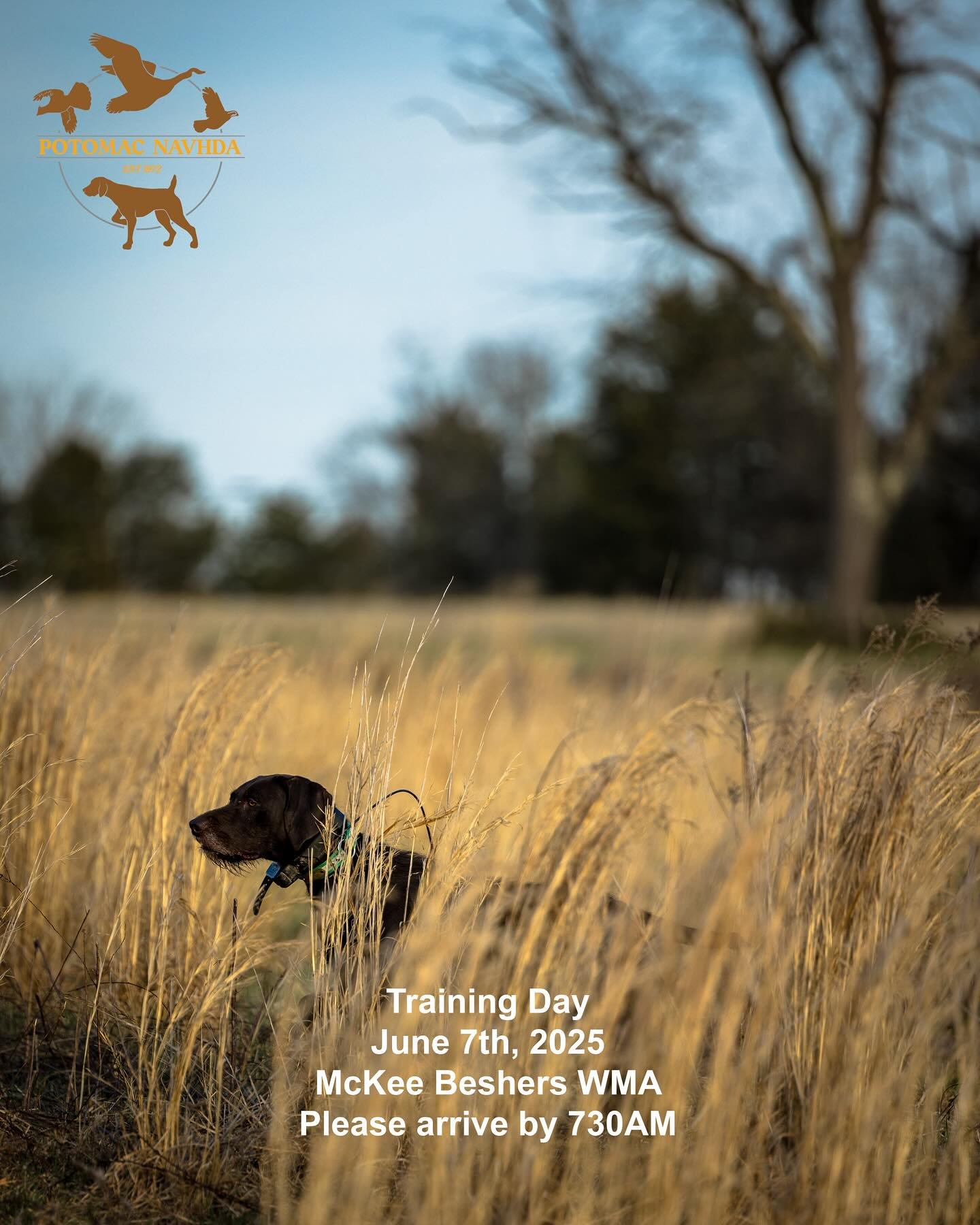 Reminder, our next formal training day will take place in June 7th. Please try to arrive by 730AM. Birds can be purchased on our website.  _______________________________
#potomacnavhda #navhdainternational #versatiledog