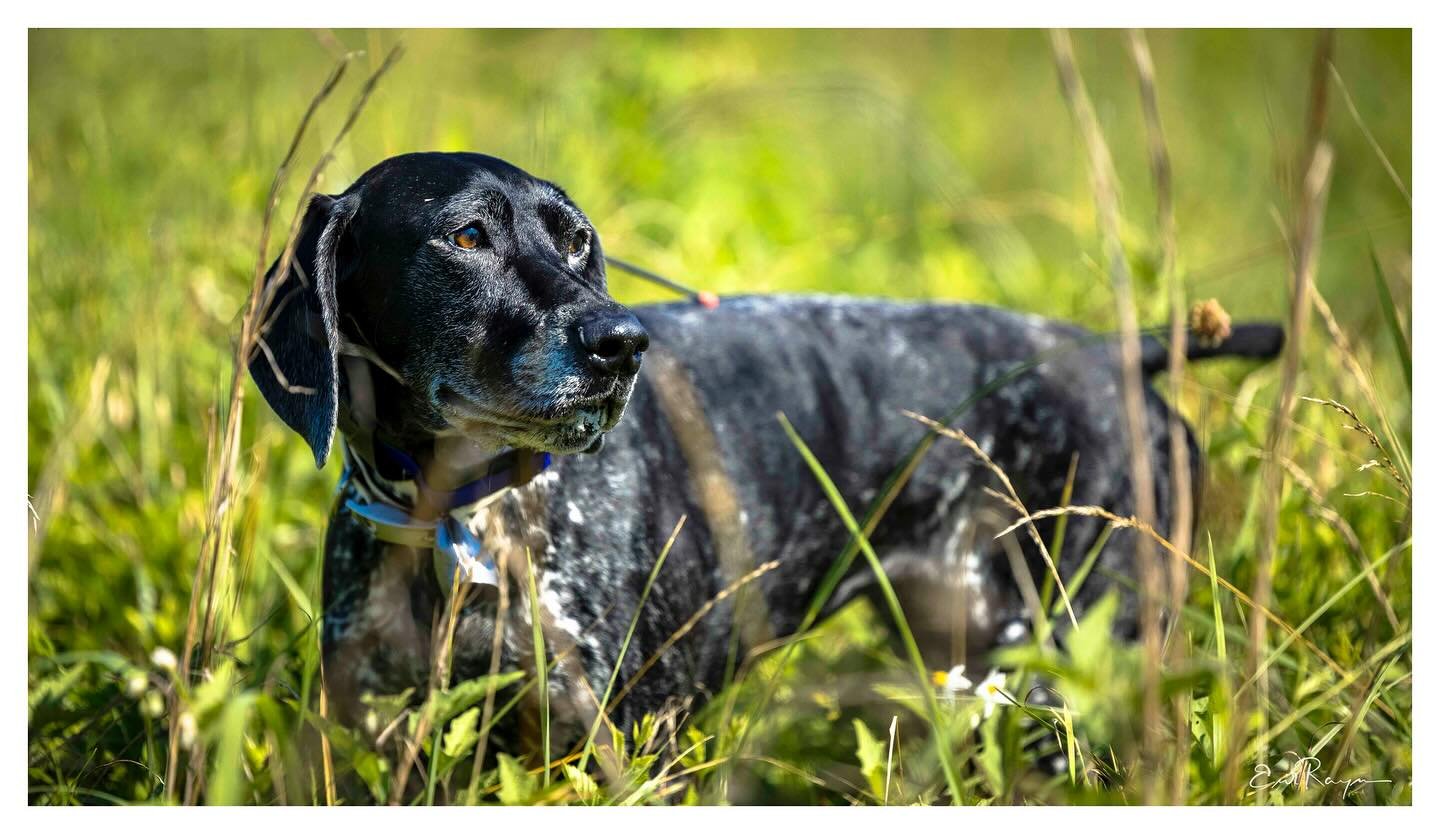 Stella!  It was a hot one on Saturday but the handlers and dogs showed up and made the most of the morning despite the heat and humidity. 📸 @eraynesphoto _______________________________
#potomacnavhda #navhdainternat