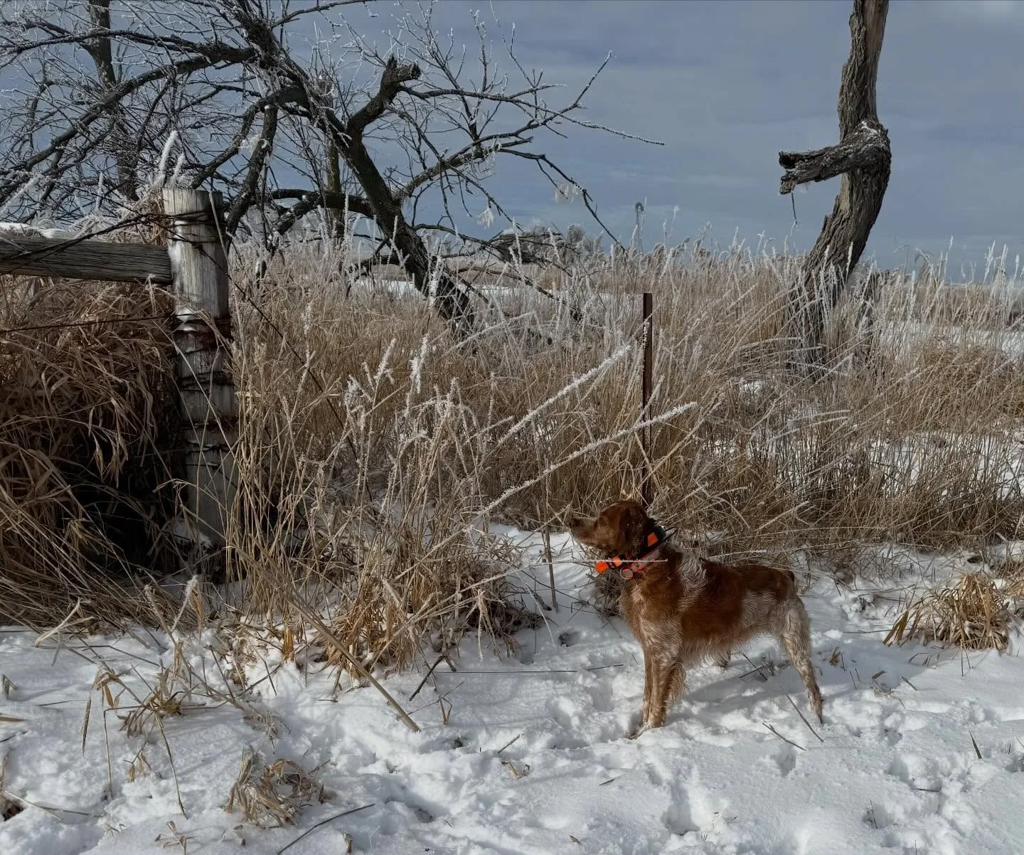 Snow on the ground, pheasants in the field, and a good dog by your side. 
@bullseye22180 and his pup kicking off a perfect South Dakota morning. 📸 @bullseye22180 _______________________________
#potomacnavhda #navhdainternational #versatiledog