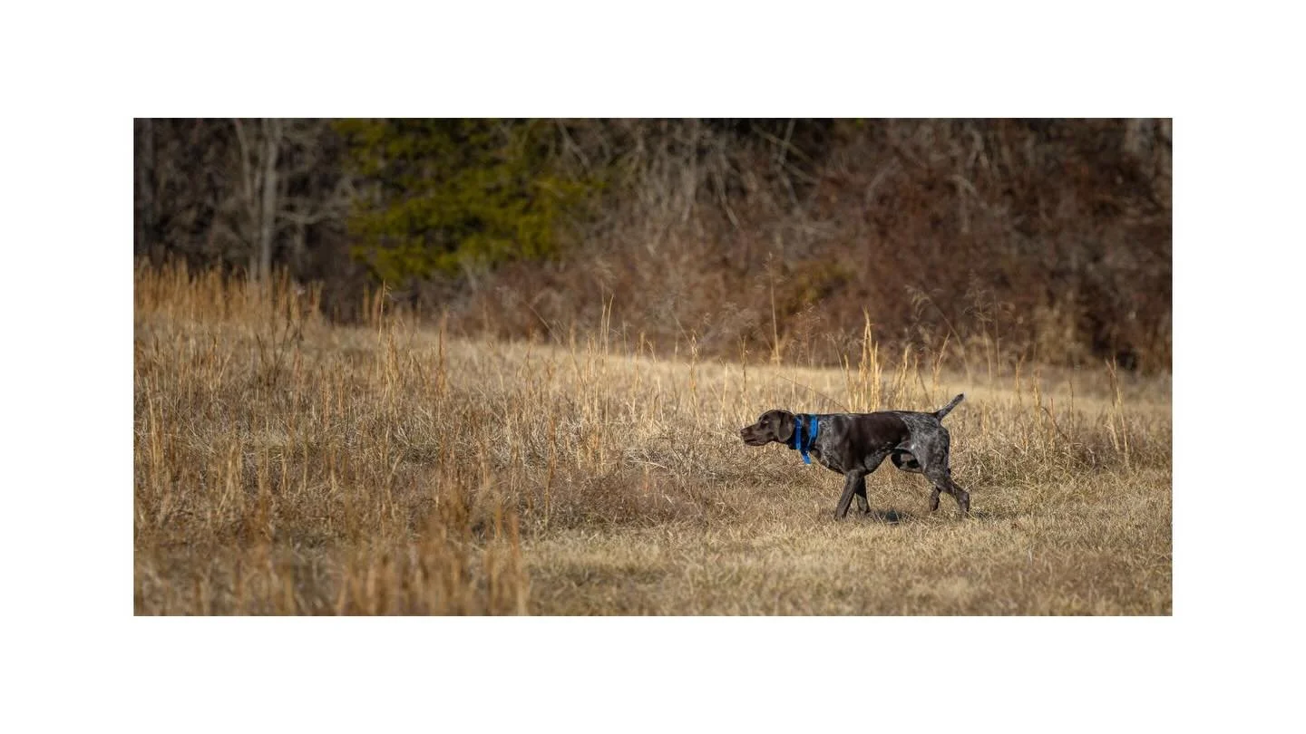 Style matters. _______________________________
#potomacnavhda #navhdainternational #versatiledog #gsp 📸 @eraynesphoto