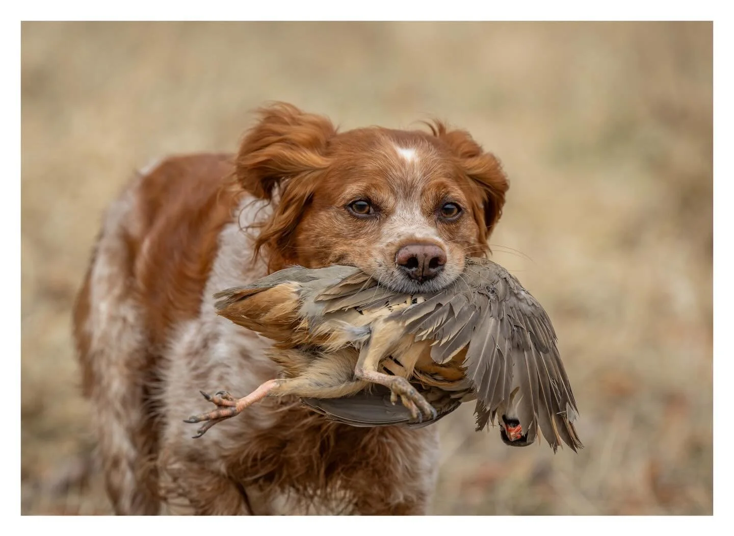 Thanks to everyone that came out for our first training day of 2026. It&rsquo;s a different format with renewed focus on preparing for the NAVHDA tests.  Next up? Cleanup day on March 14th. _______________________________
#potomacnavhda #navhdaintern