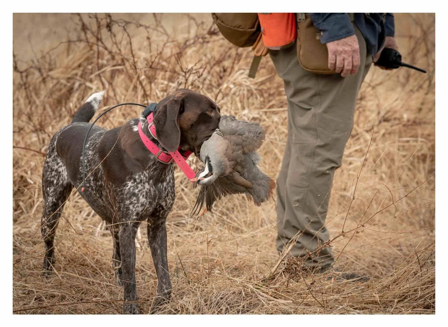 Our first training day was a banger. Field and steadiness work was in full swing. ___________________________________
#navhda #potomacnavhda #navhdainternational 📸 @eraynesphoto