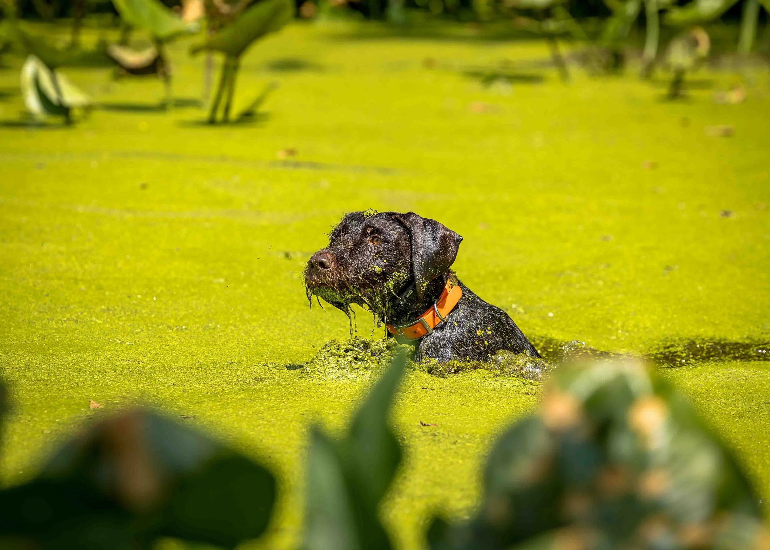 Some dogs avoid the muck. Freya apparently saw a bright green swamp and thought, perfect, I&rsquo;ll be right there.

This is what drive looks like &mdash; messy, focused, and completely unapologetic. A little duckweed, a little water work, and one v