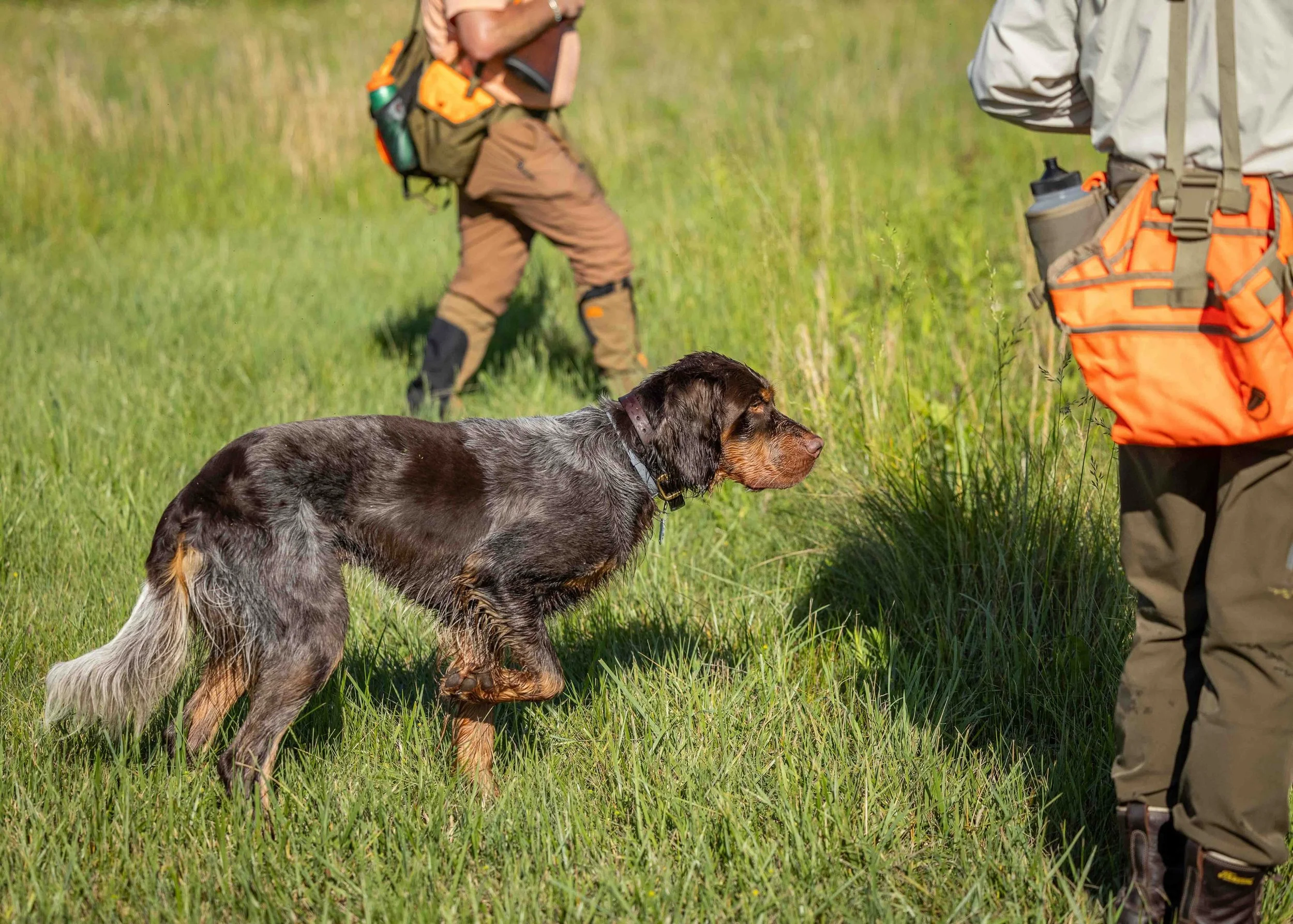 There&rsquo;s something special about seeing a gun dog put training into action &mdash; especially on NAVHDA GDT day. _________________________________
#potomacnavhda #navhdainternational #versatiledog #gundog #navhda 📸 Kyle Collins