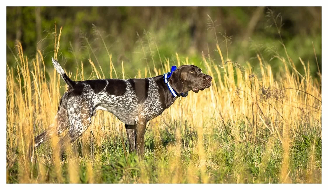 Nose is sharp, looking staunch and homing in on each bird like a heat-seeking missile. _________________________________
#potomacnavhda #navhdainternational. 📸 Kyle Collins