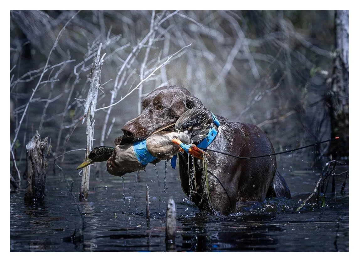 Hugo took the plunge into duck search training this past weekend and it started with a splash. __________________________________
#potomacnavhda #navhdainternational 📸 @eraynesphoto