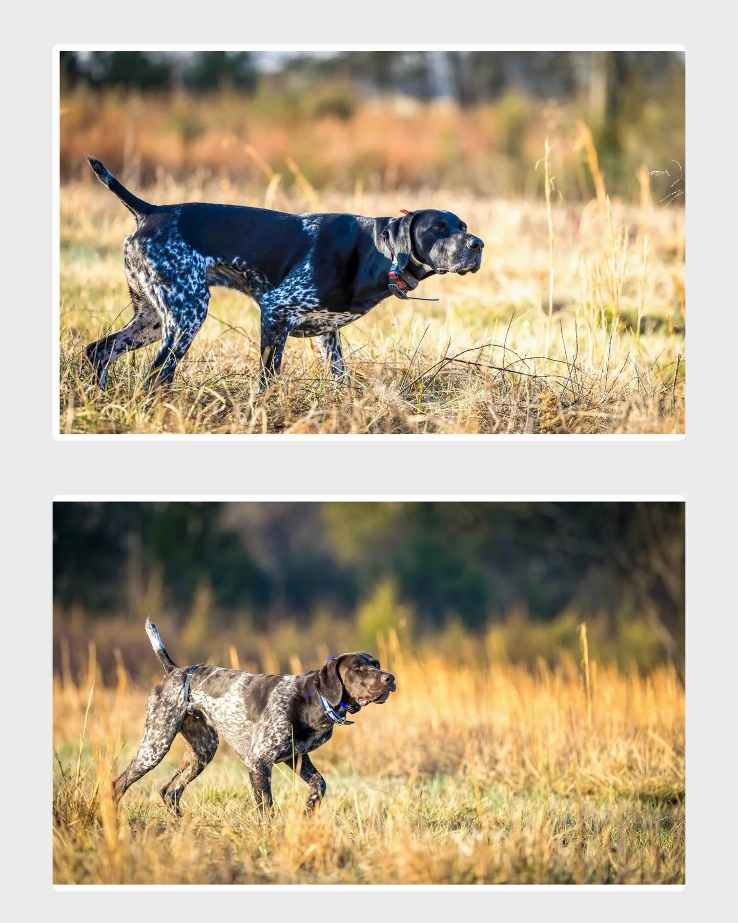 Like father, like son. Red and Knox bringing style to the game. _________________________________
#potomacnavhda #navhdainternational #versatiledog 📸Kyle Collins