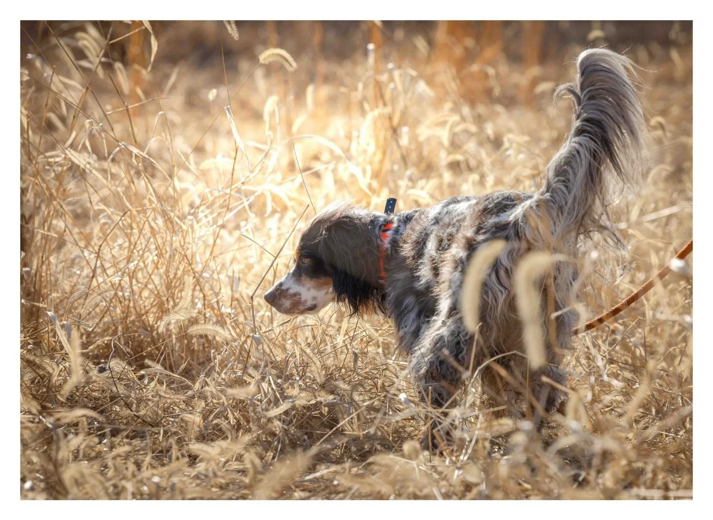 Dixie showing off in that beautiful afternoon light!  ___________________________________
#potomacnavhda #navhdainternational #versatiledog 📸 @eraynesphoto