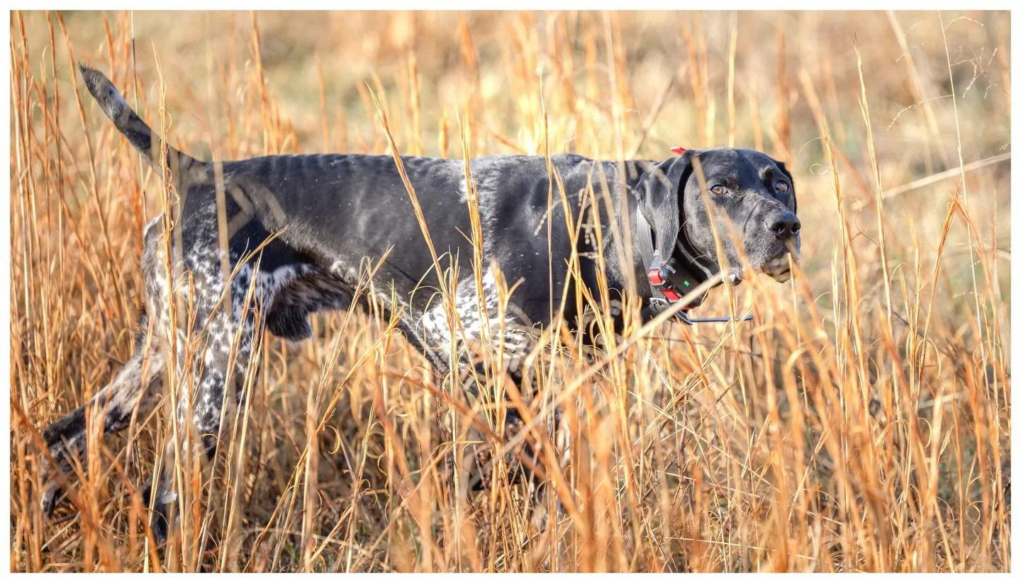 Red's still got the magic touch... and a knack for finding birds in style. _________________________________
#potomacnavhda #navhdainternational #versatiledog 📸 Kyle Collins