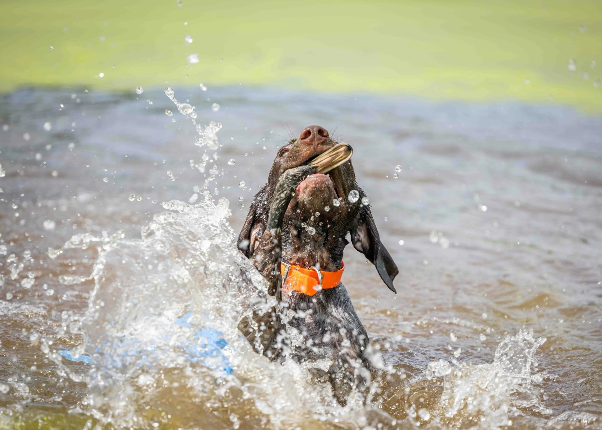 Proof that confidence is 90% splash, 10% &ldquo;I absolutely meant to do that.&rdquo;

At just 16 weeks old, this little missile is already charging through the water like there&rsquo;s a duck, a bumper, and a lifetime supply of treats on the line. T