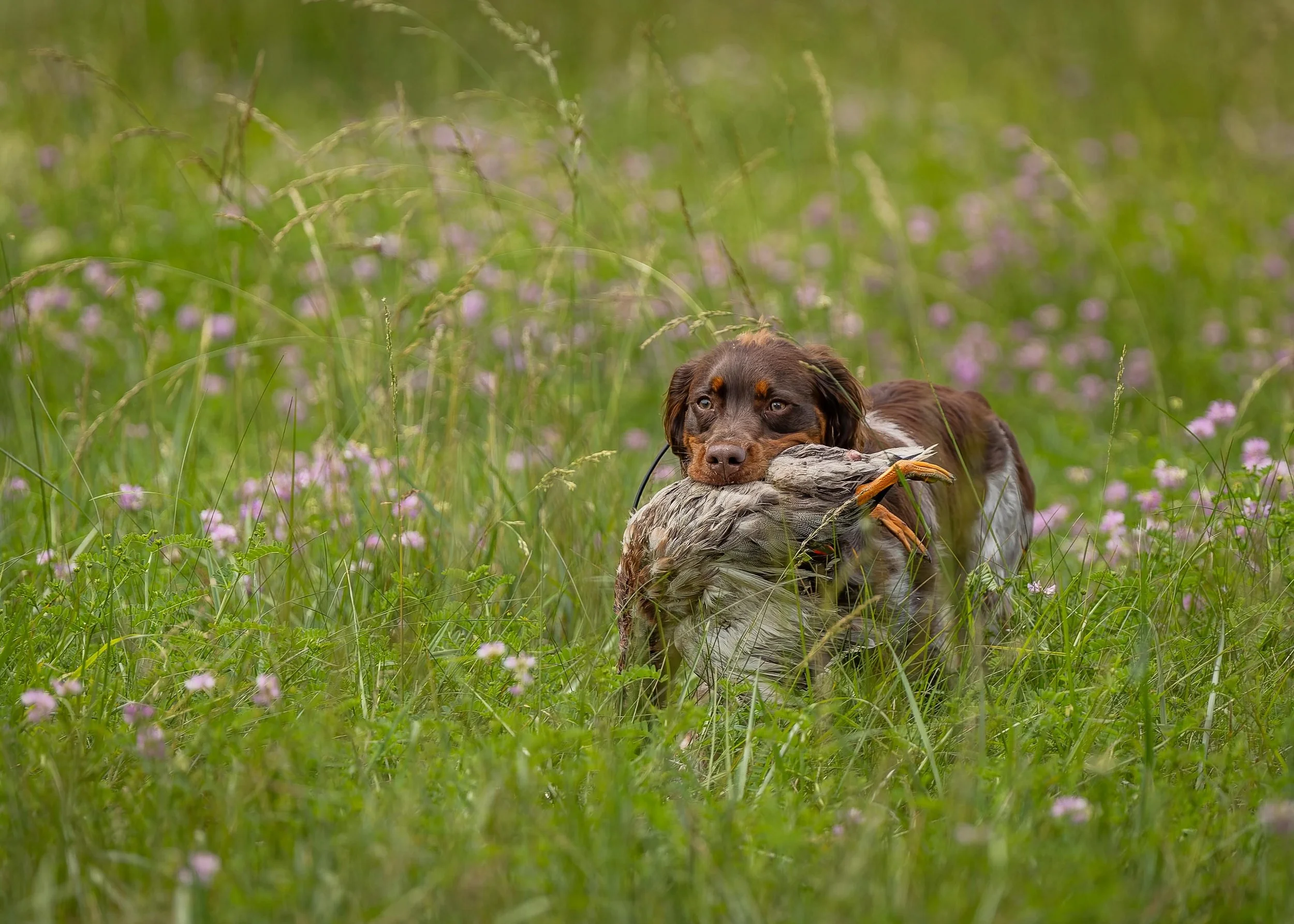 Little dog. Big bird. Bigger attitude.

This pup is already marching through the grass like a seasoned pro with a full-sized duck and absolutely zero concern for logistics. The legs are short, the retrieve is huge, and the confidence is wildly unnece