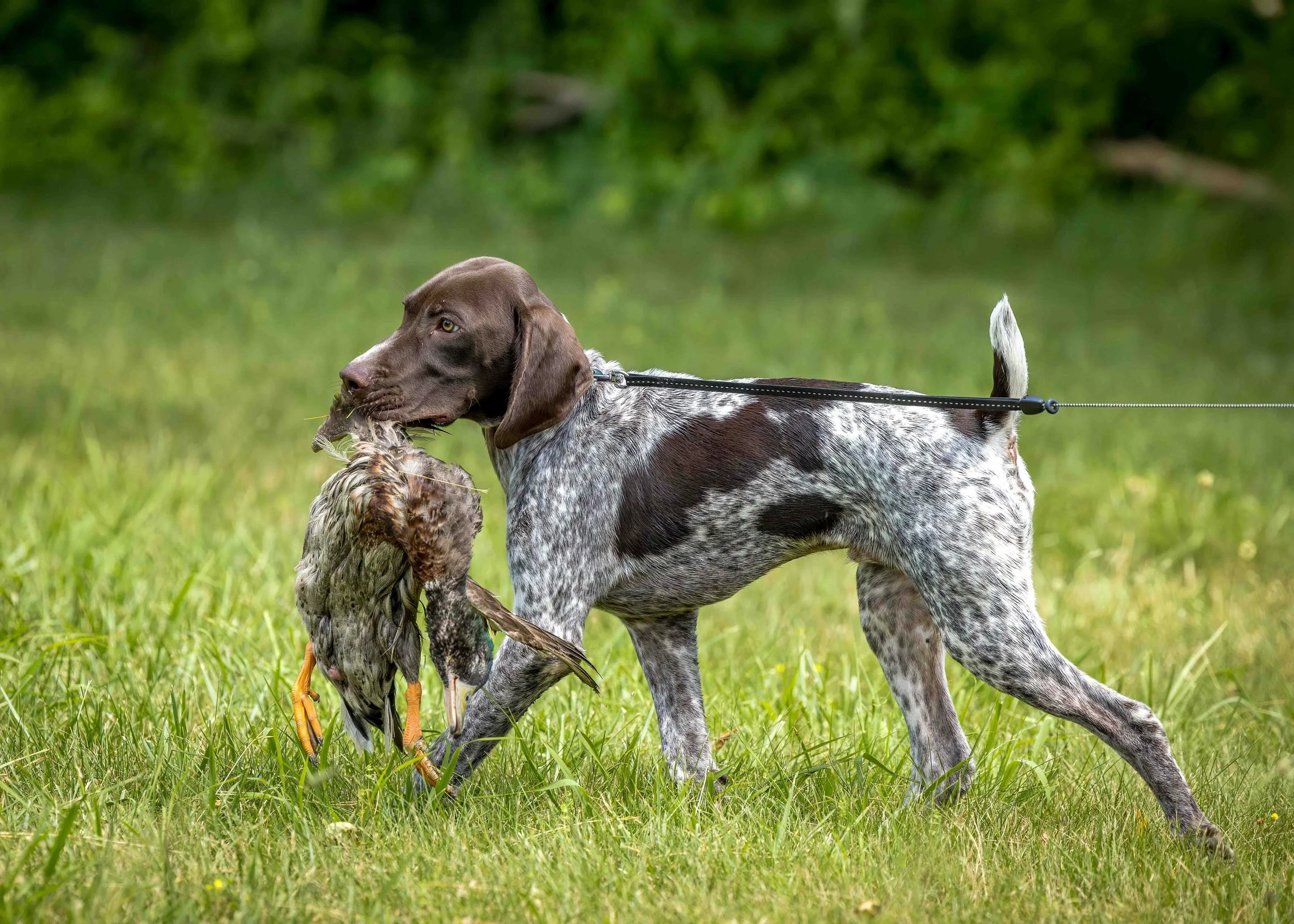 Some pups carry a duck. This one carries himself like he&rsquo;s already on payroll.

At 5 months old, he&rsquo;s out here with the posture of a seasoned guide dog, the focus of a field trial veteran, and the &ldquo;yes, I brought the bird, now where
