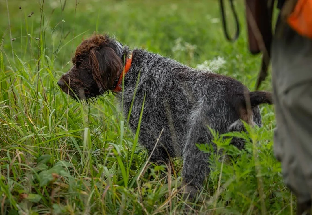 When instinct takes over, the world stands still.

Head low. Tail locked. Nose full of scent. Every ounce of focus is fixed on one thing hidden in the cover. These are the moments bird hunters live for&mdash;not because the bird is about to flush, bu