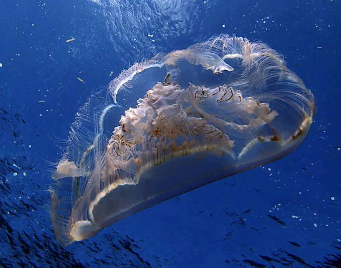 Jane Saull, Once in a Blue Moon, 2013, digital photo on aluminum, 20 x 30 inches, $900